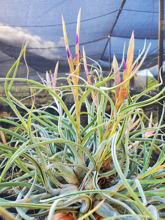 Tillandsia baileyi x caput-medusae