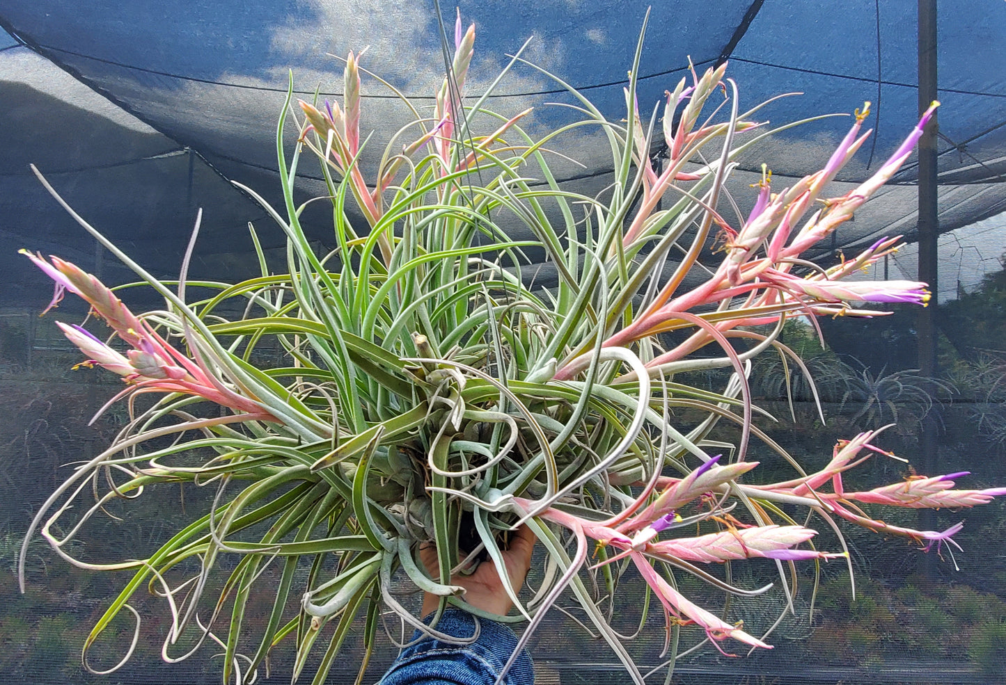 Tillandsia Stan Watanabe. (baileyi x streptophylla)