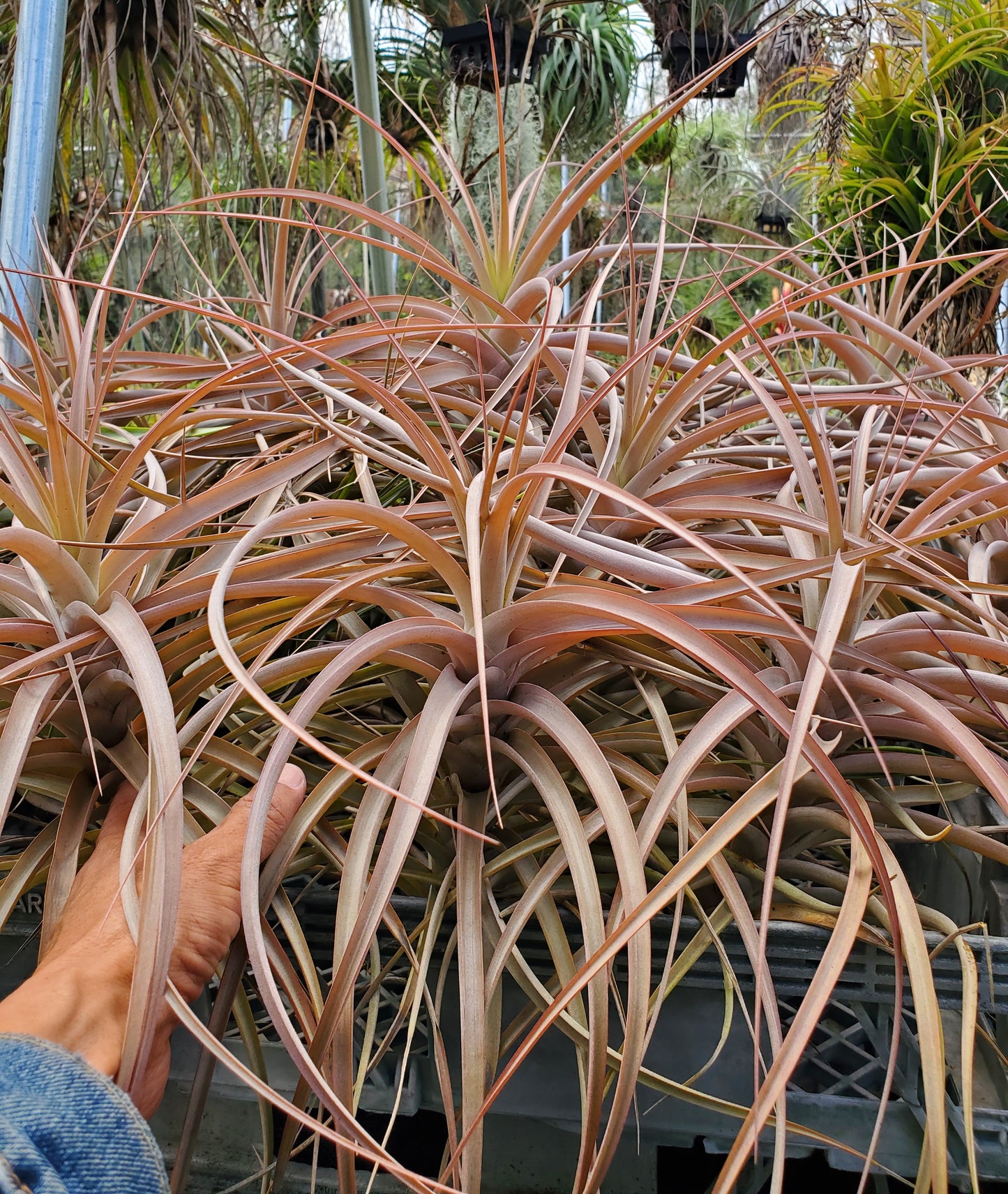 Tillandsia buchlohii