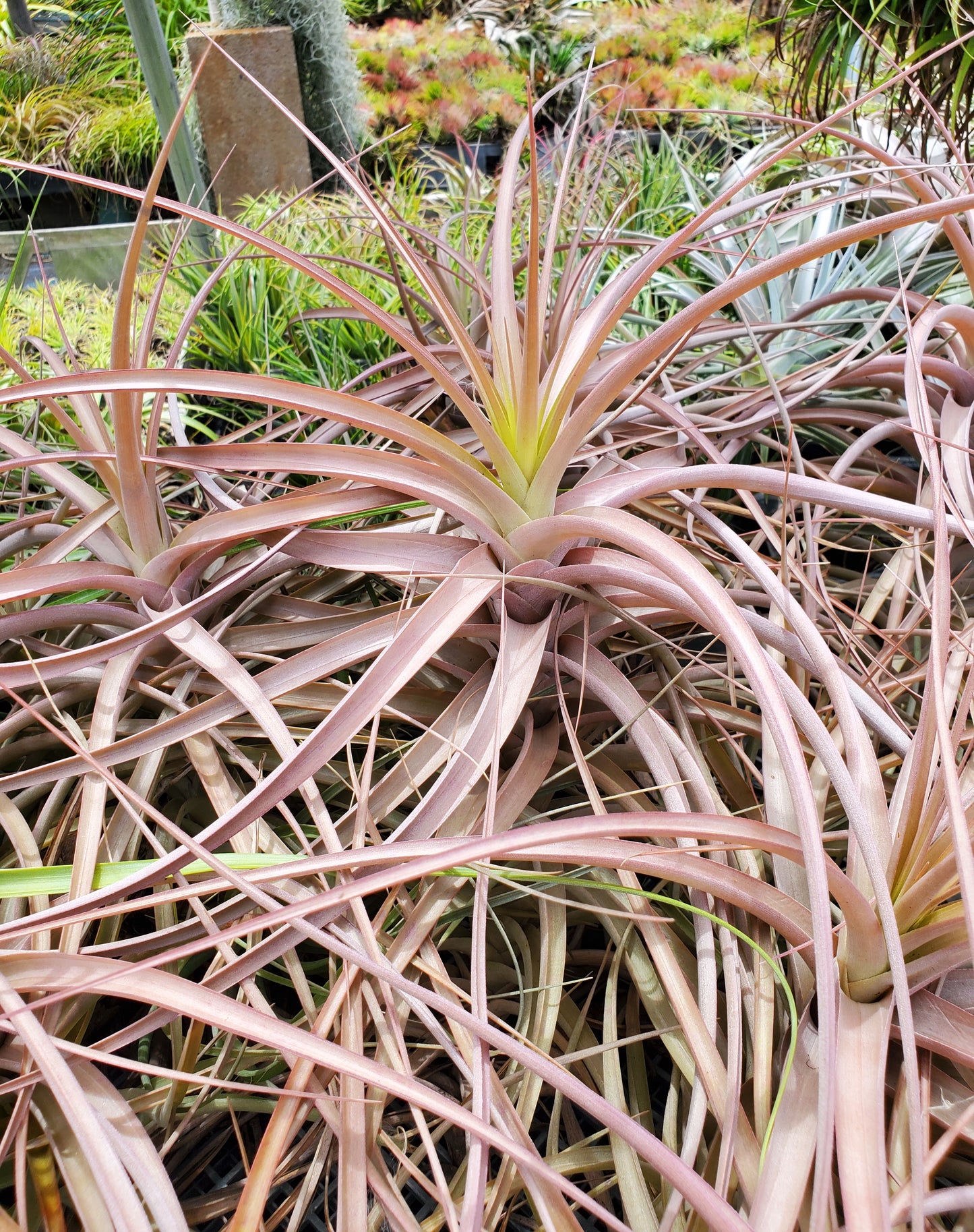 Tillandsia buchlohii