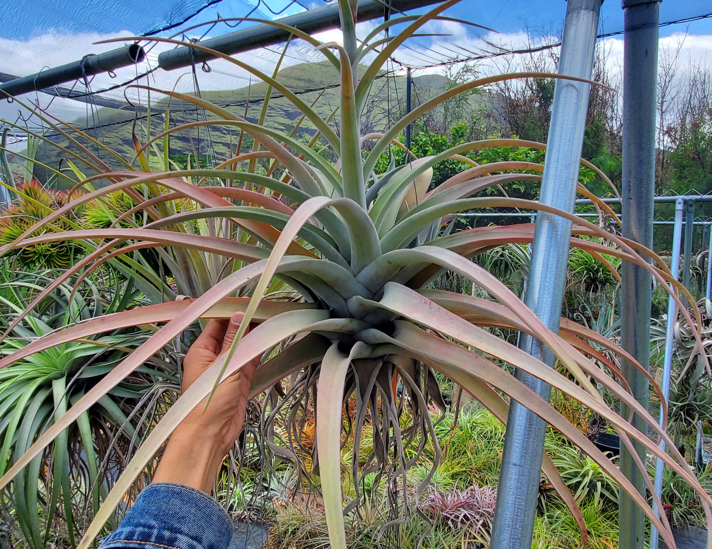 Tillandsia Silver Torch