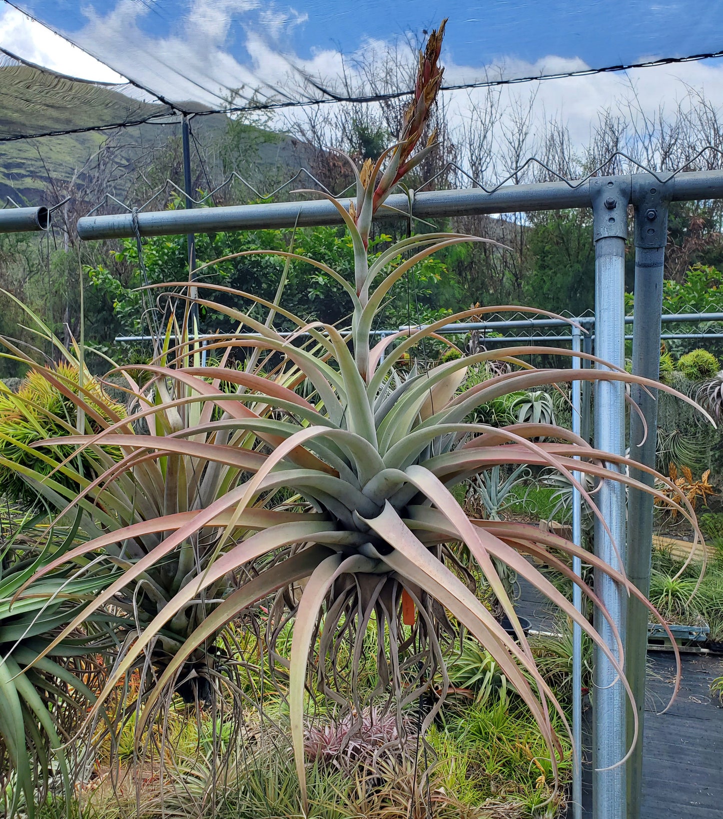 Tillandsia Silver Torch