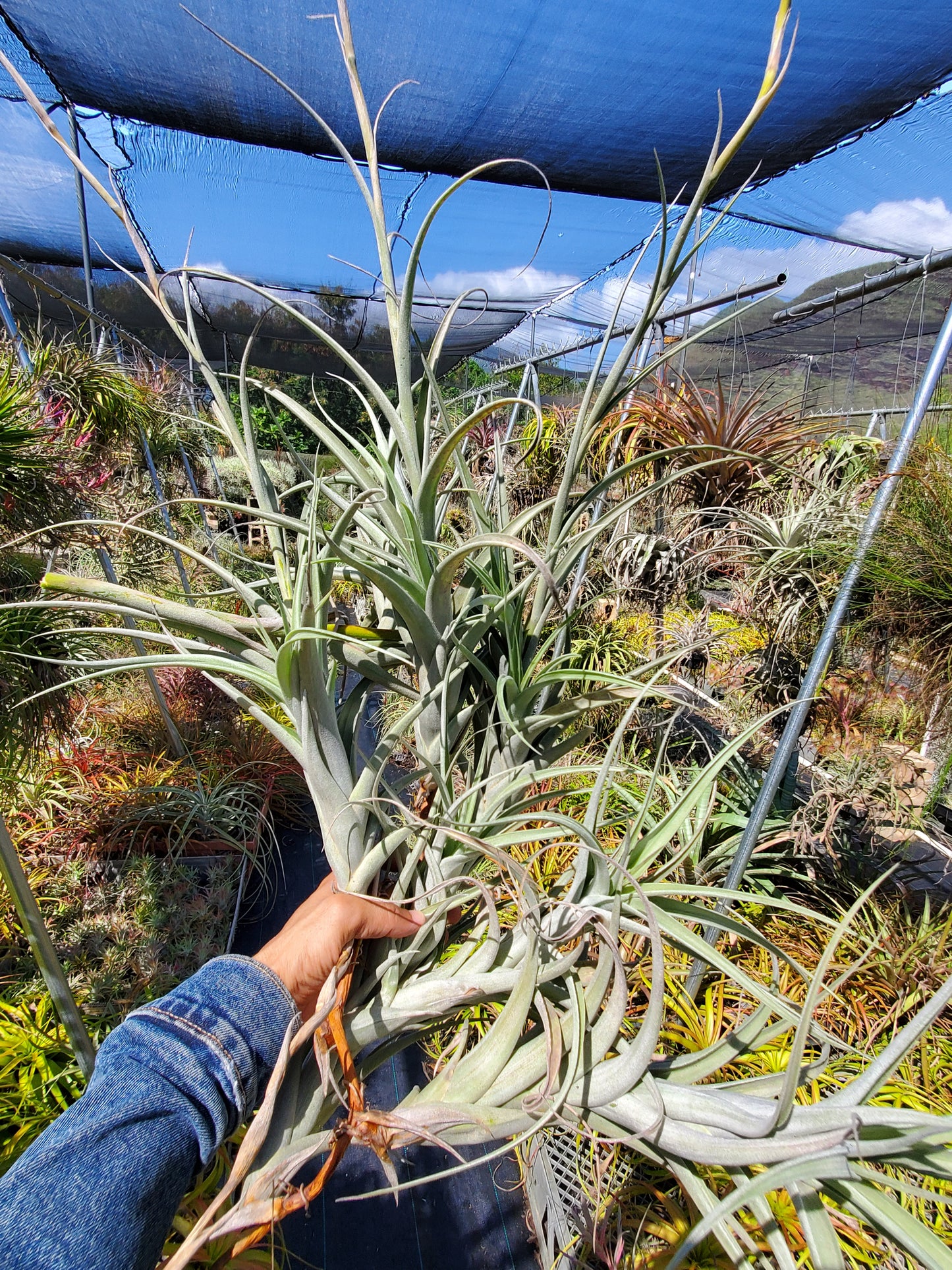 Tillandsia albida x intermedia