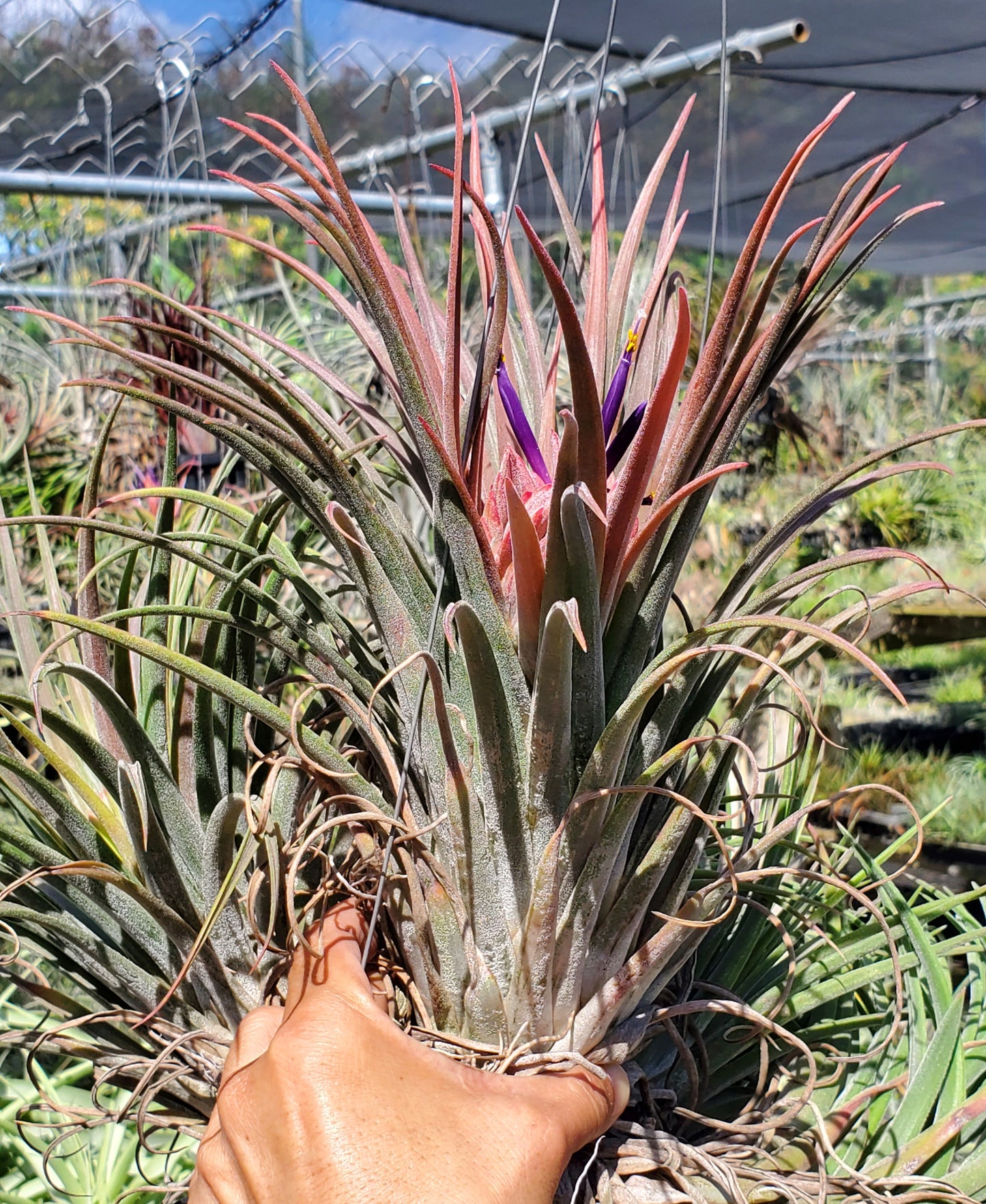 Tillandsia chiapensis x velutina