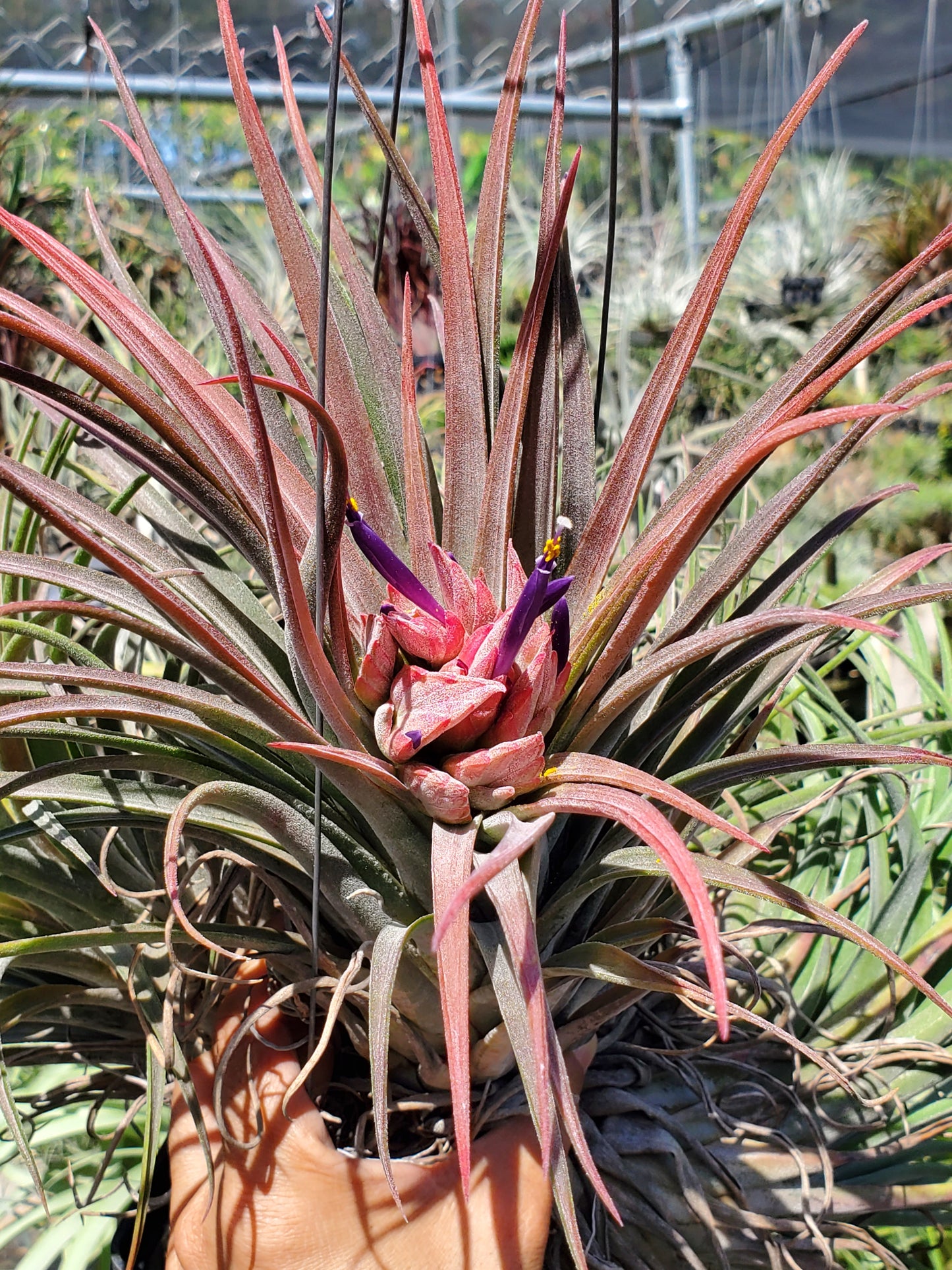 Tillandsia chiapensis x velutina