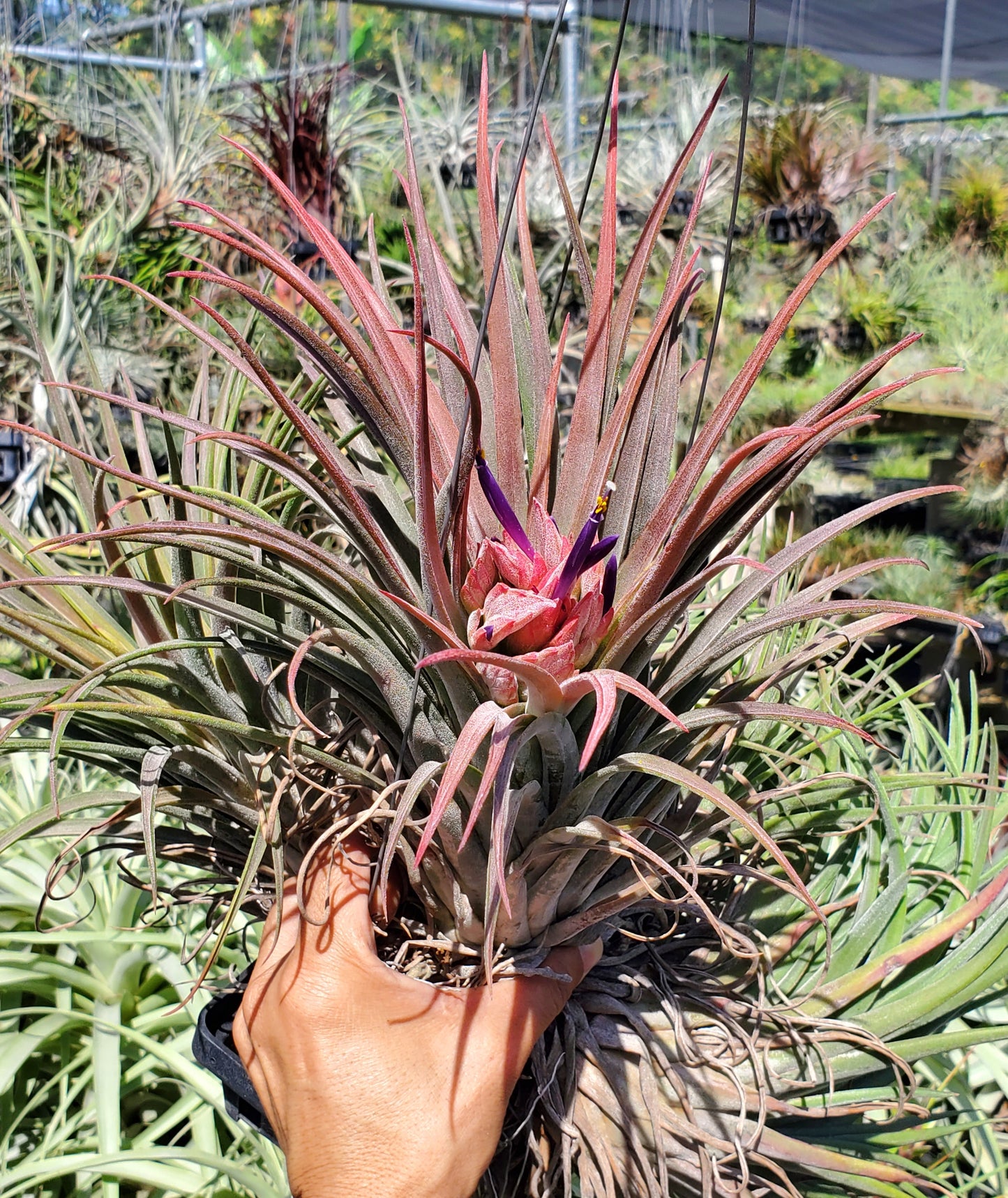 Tillandsia chiapensis x velutina