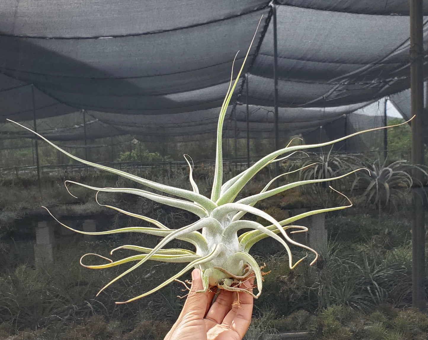 Tillandsia ehlersiana