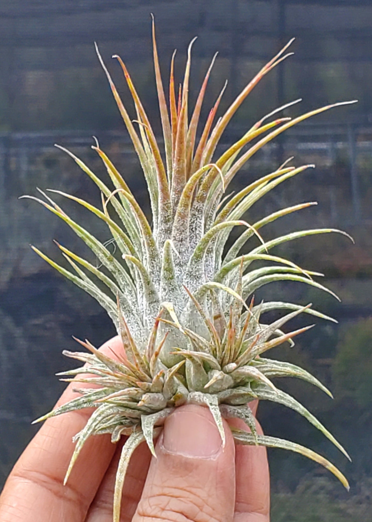 Tillandsia ionantha Zebrina