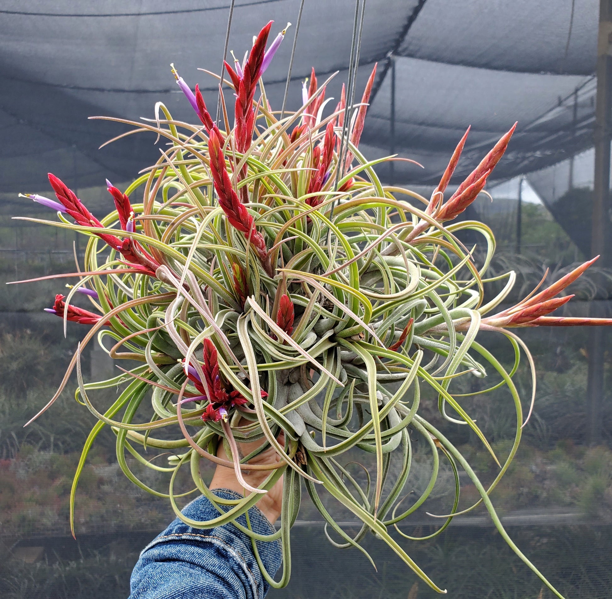 medusa air plant flower Tillandsia Domingo's Medusa. (Califano x caput-medusae) – Tillandsia In Hawaii