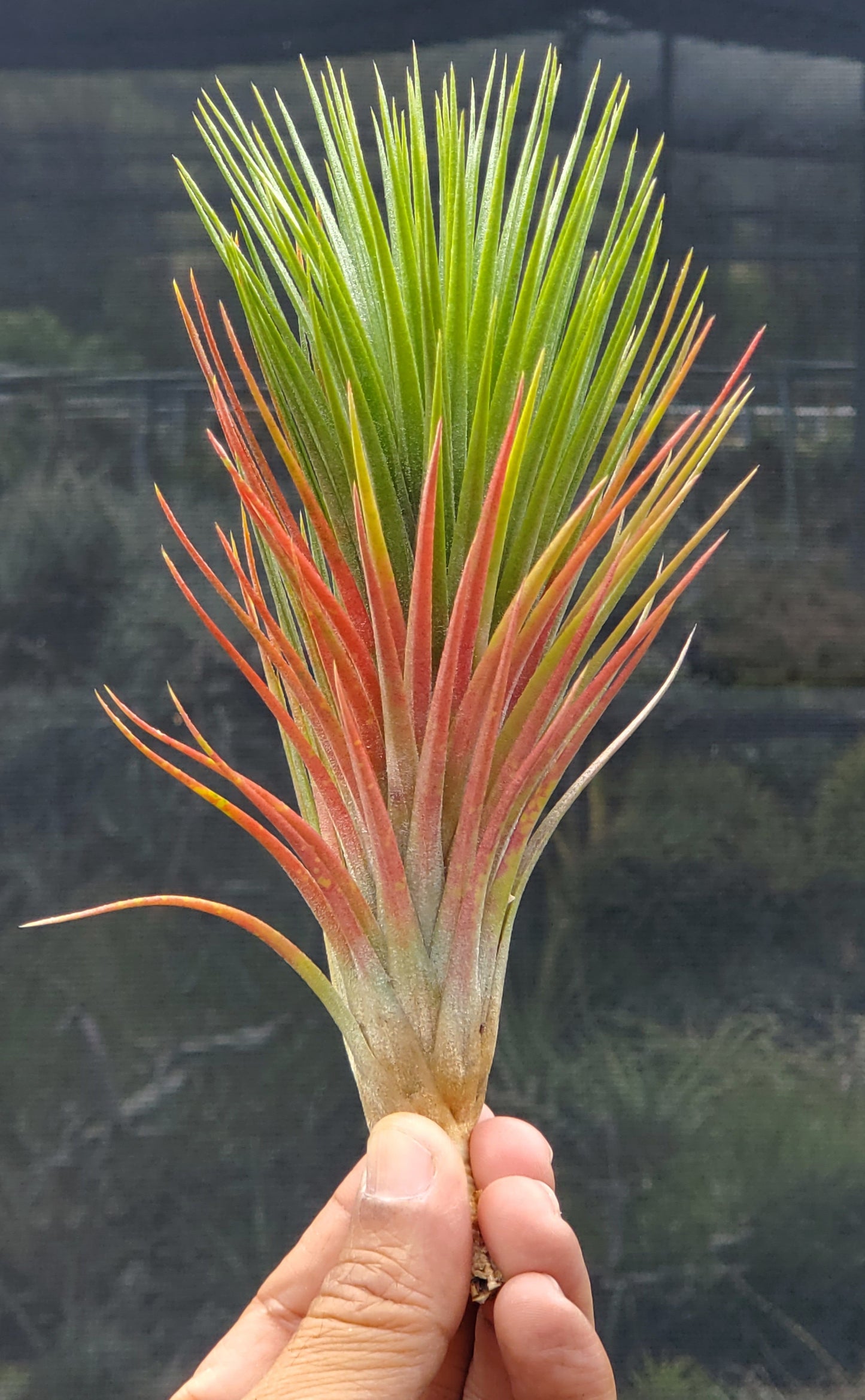 Tillandsia funckiana x ionantha