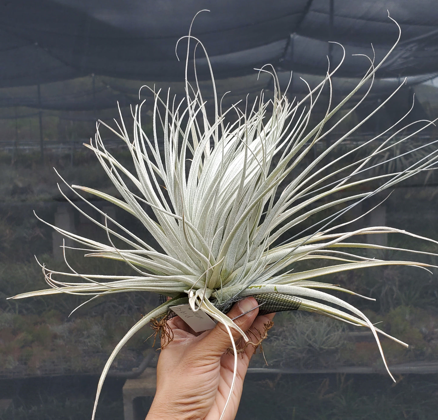 Tillandsia recurvifolia x tectorum