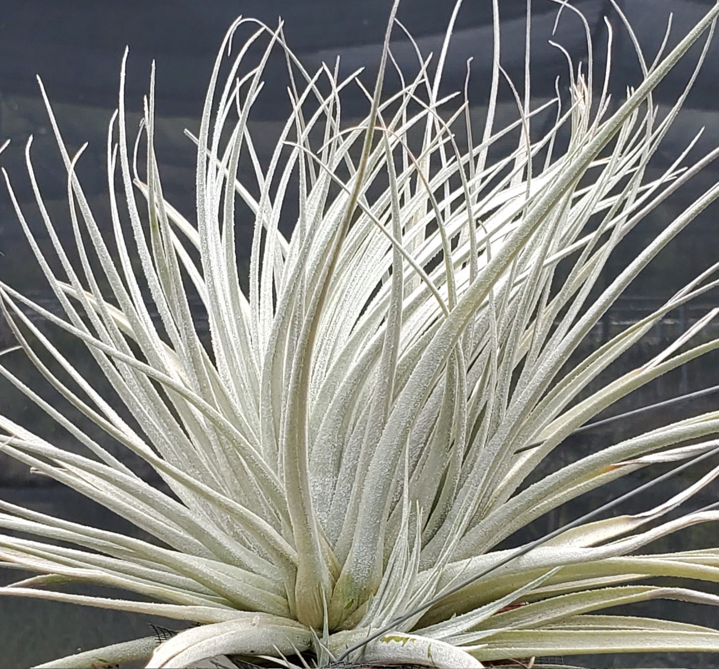 Tillandsia recurvifolia x tectorum