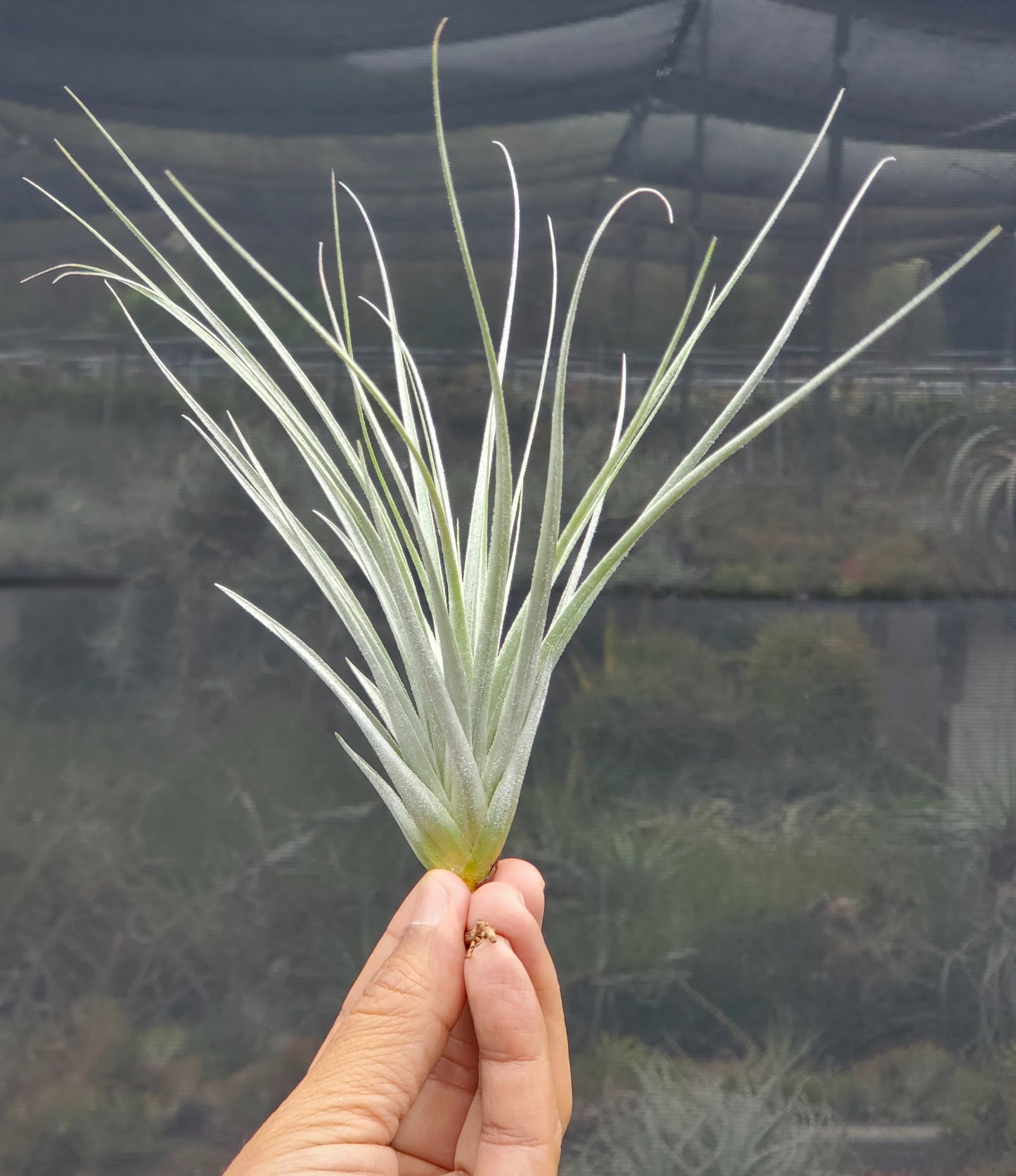 Tillandsia recurvifolia x tectorum