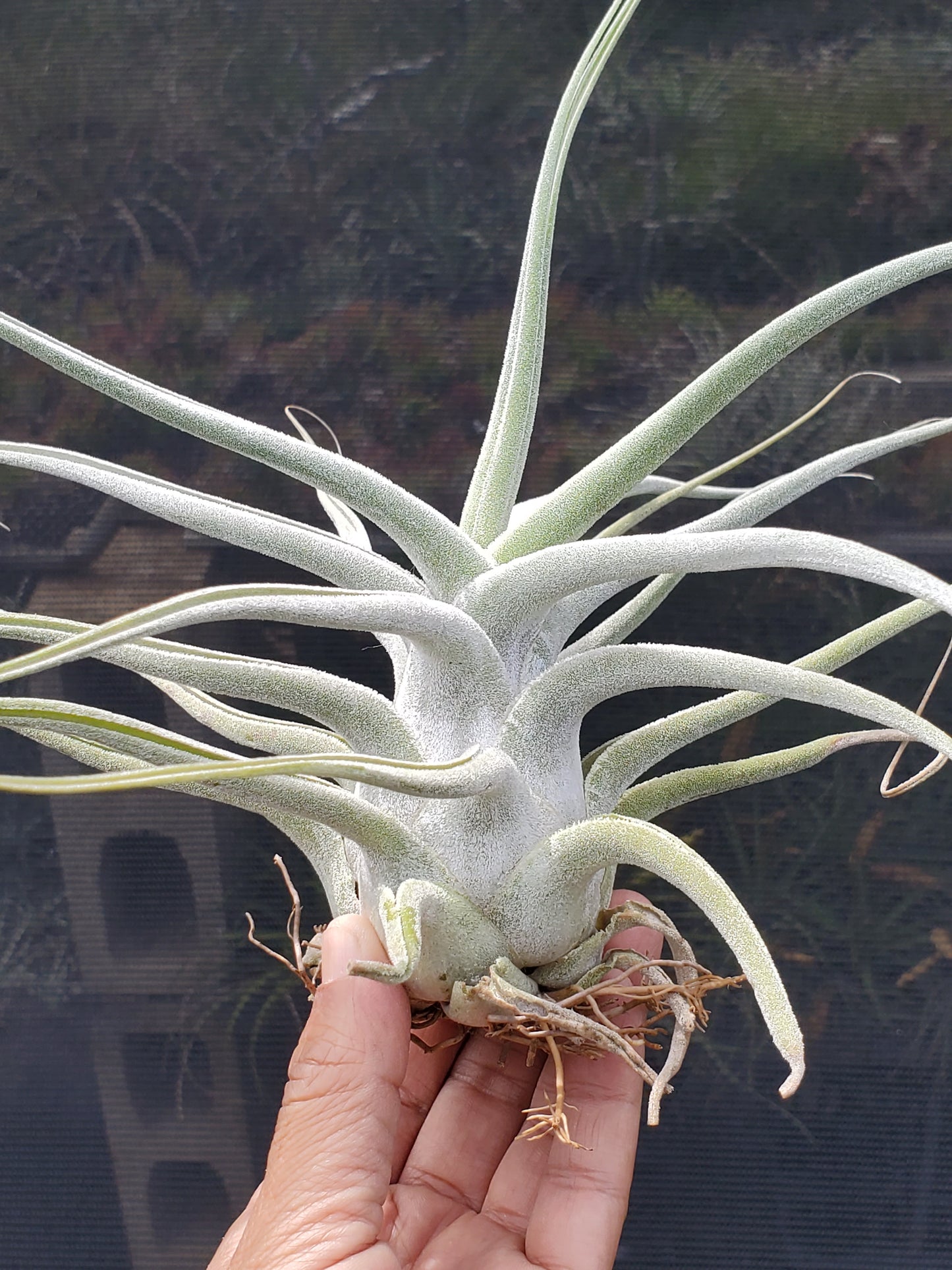 Tillandsia ehlersiana