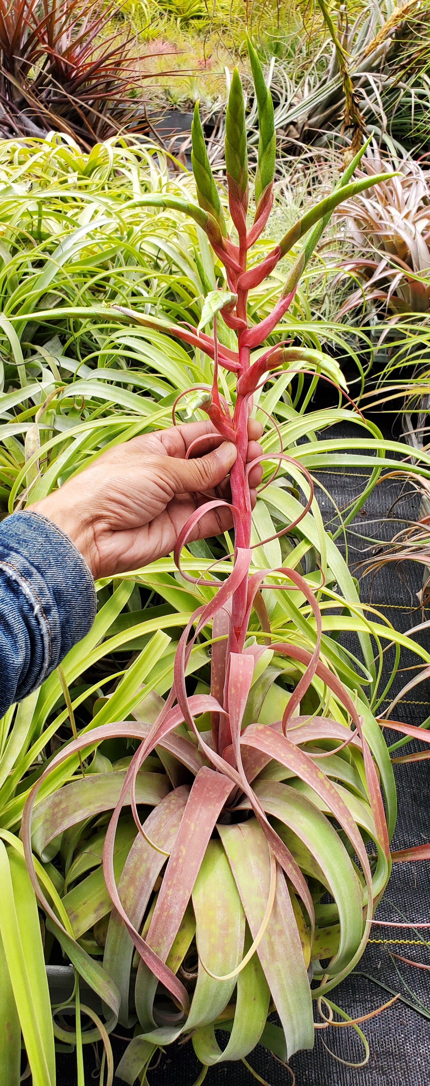 Tillandsia rothii x streptophylla