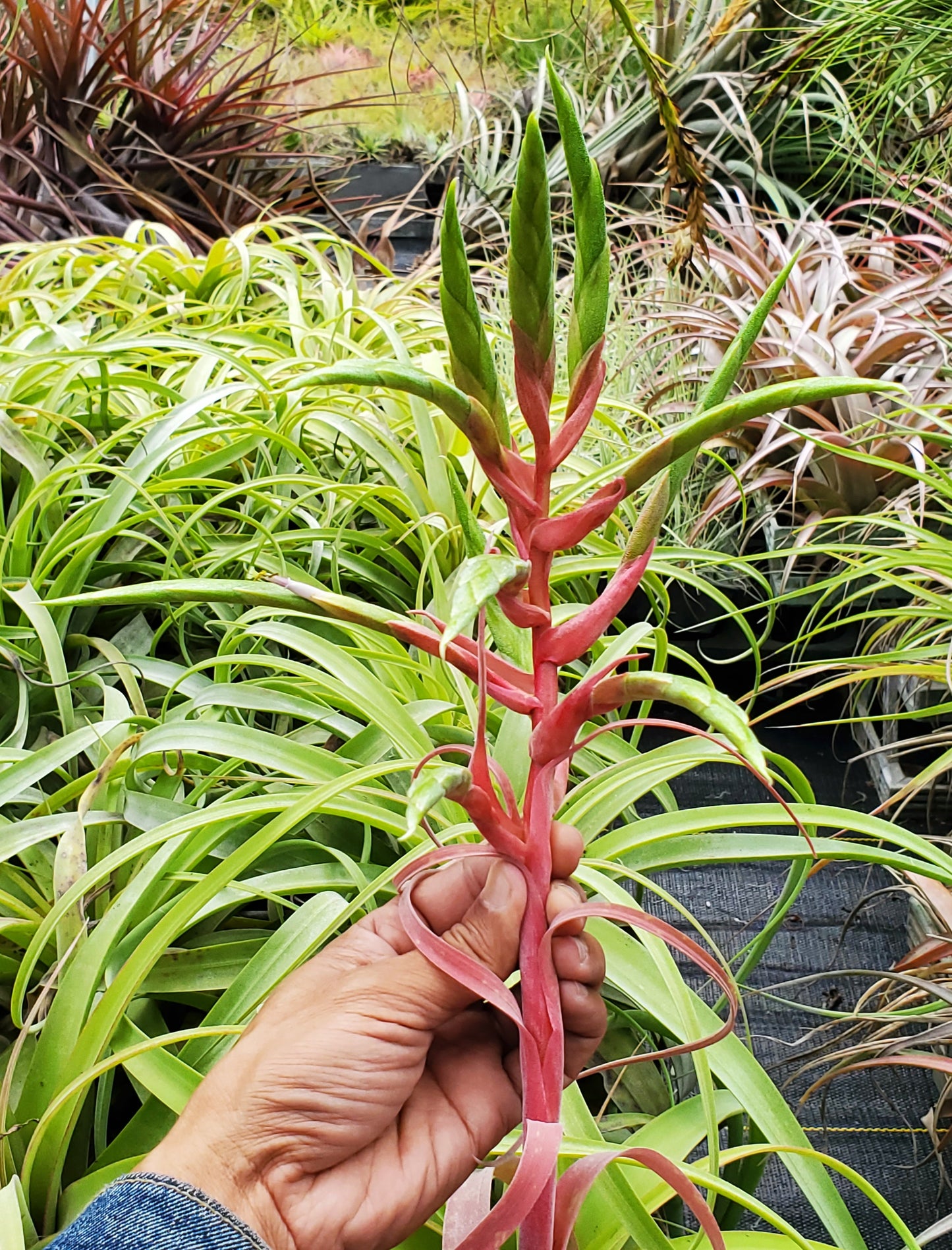 Tillandsia rothii x streptophylla