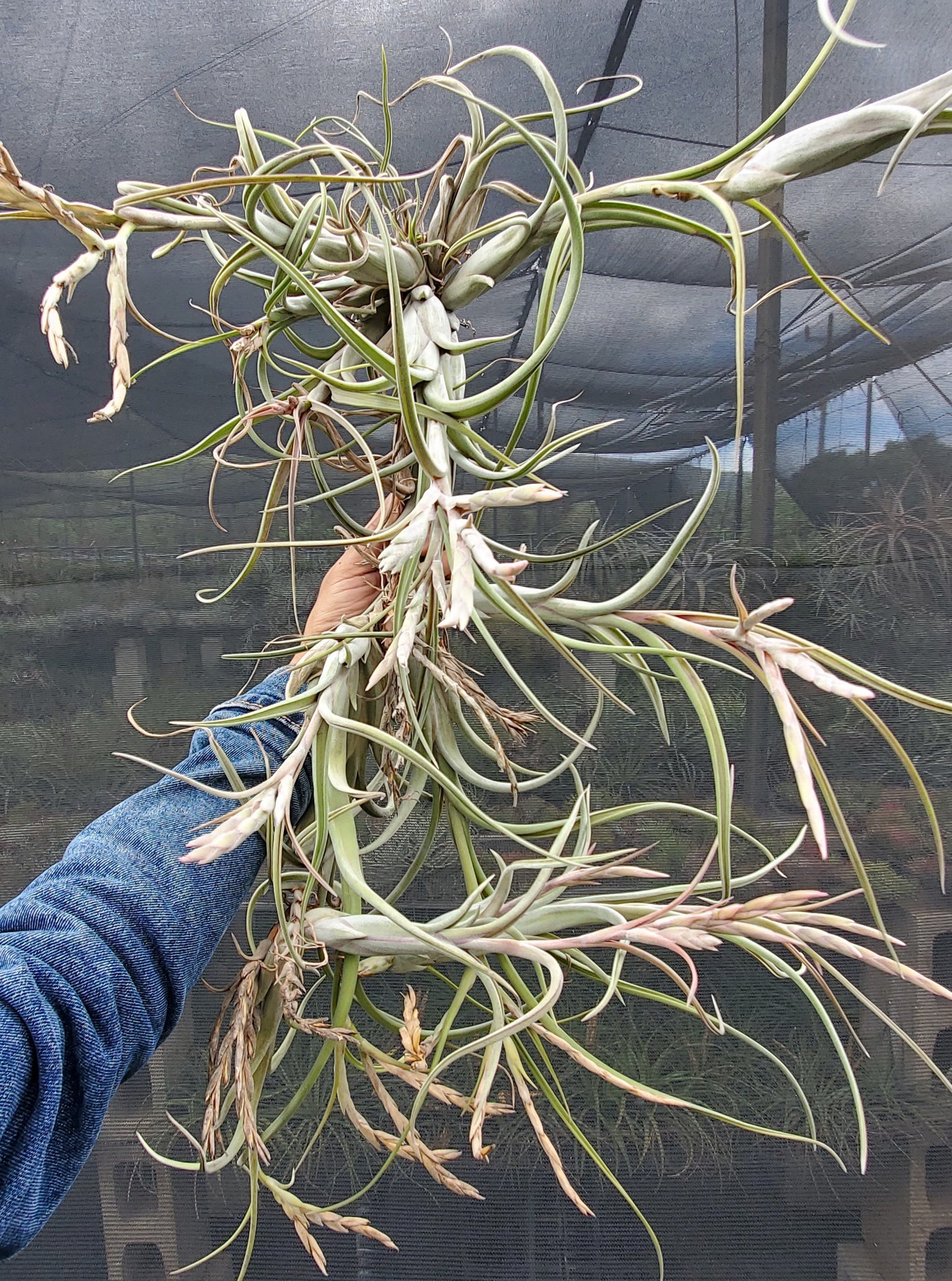 Tillandsia intermedia x paucifolia. (viviparous)