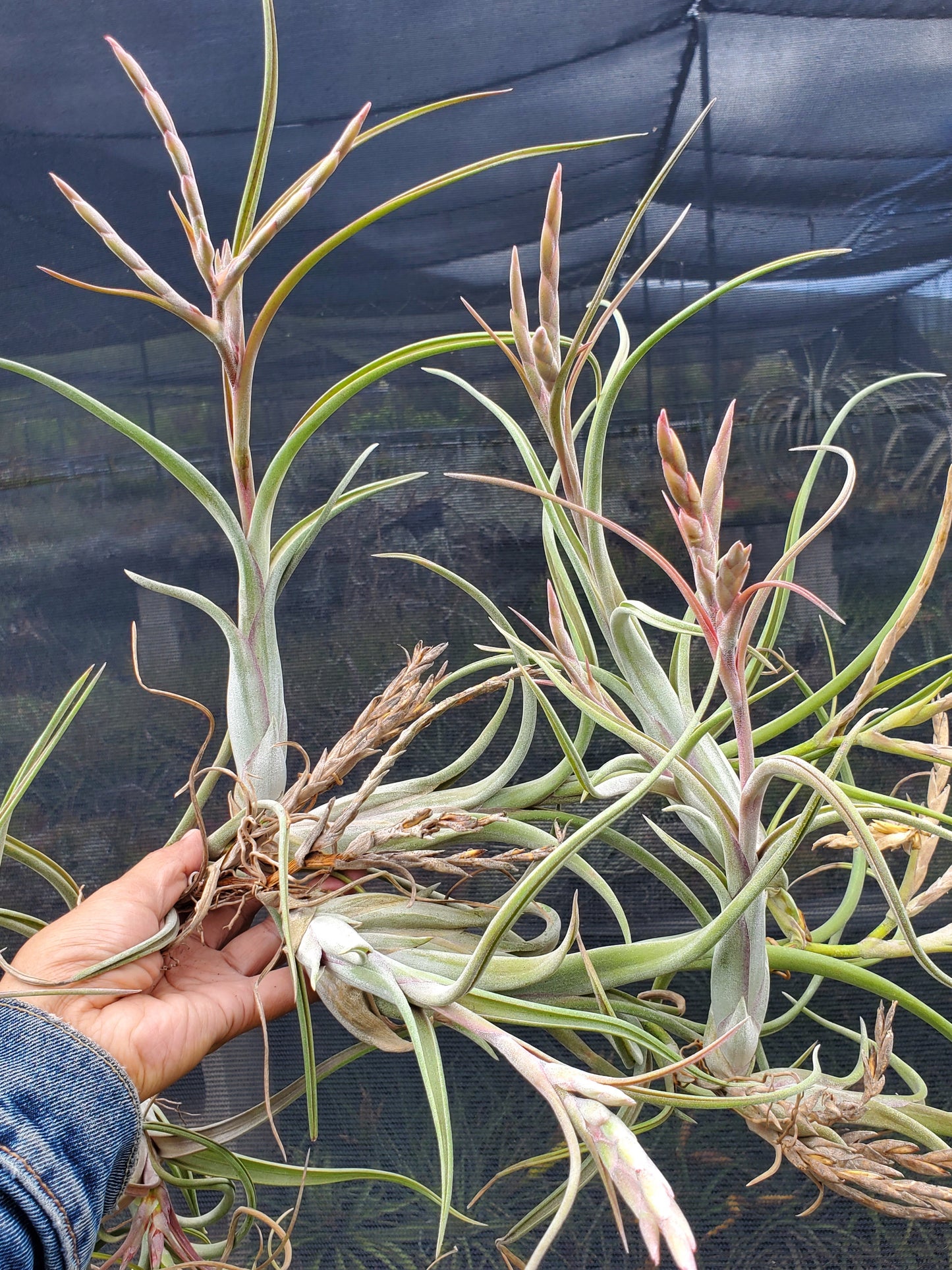 Tillandsia intermedia x paucifolia. (viviparous)