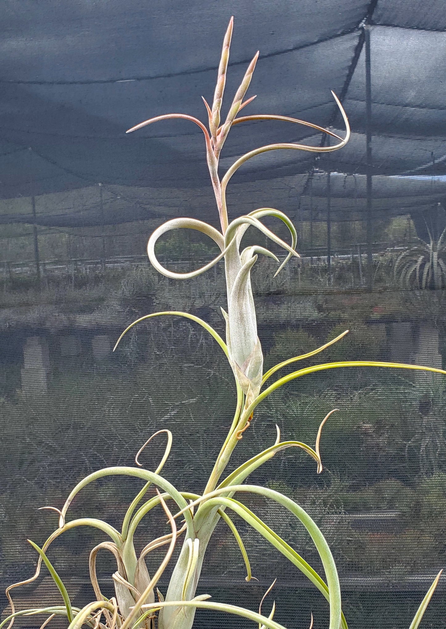 Tillandsia intermedia x paucifolia. (viviparous)