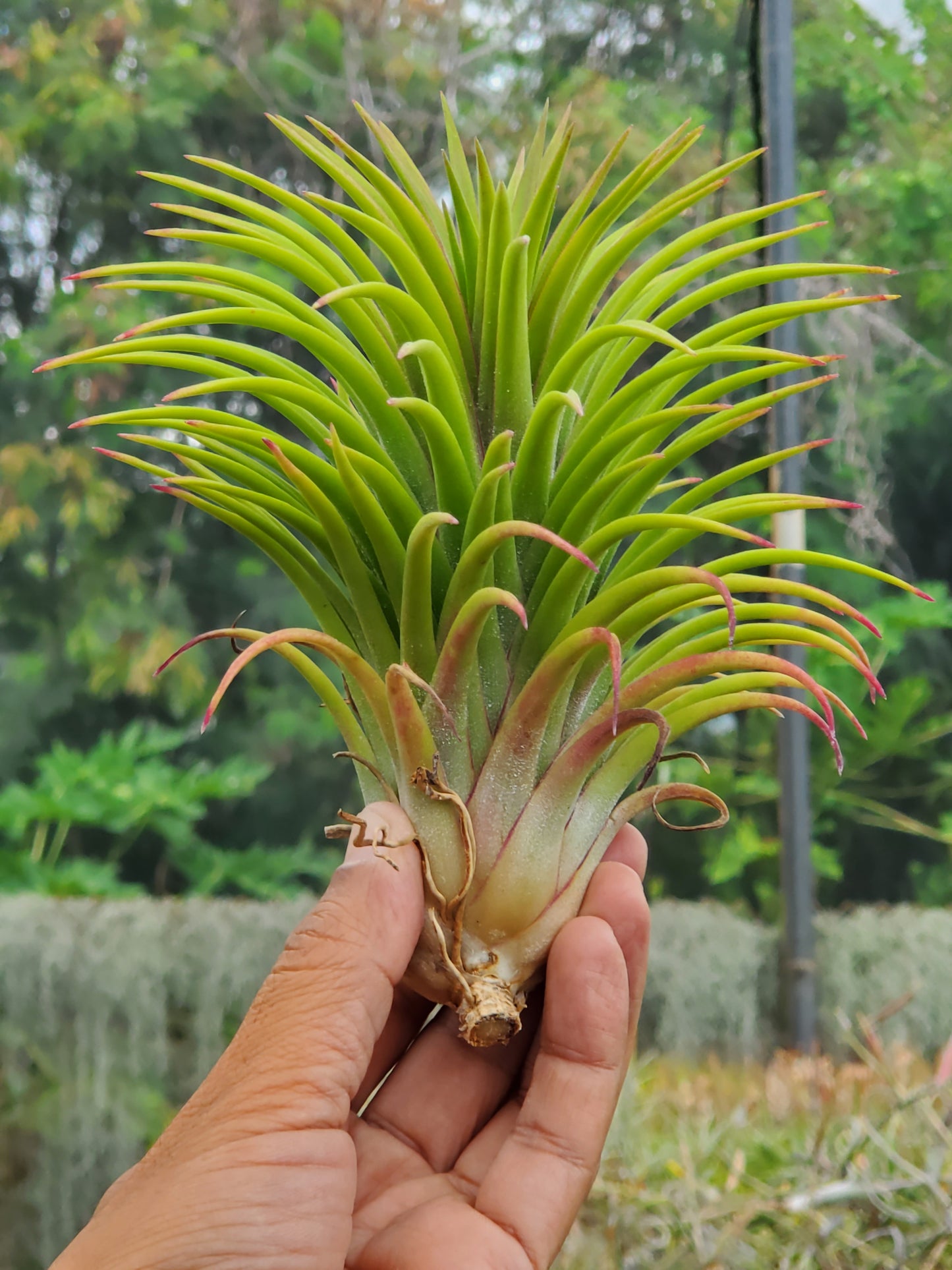 Tillandsia ionantha Big Hawaiian.