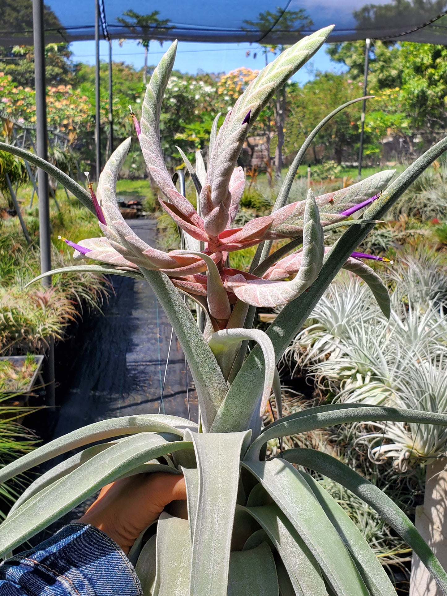 Tillandsia Bea Correale. (chiapensis x streptophylla)