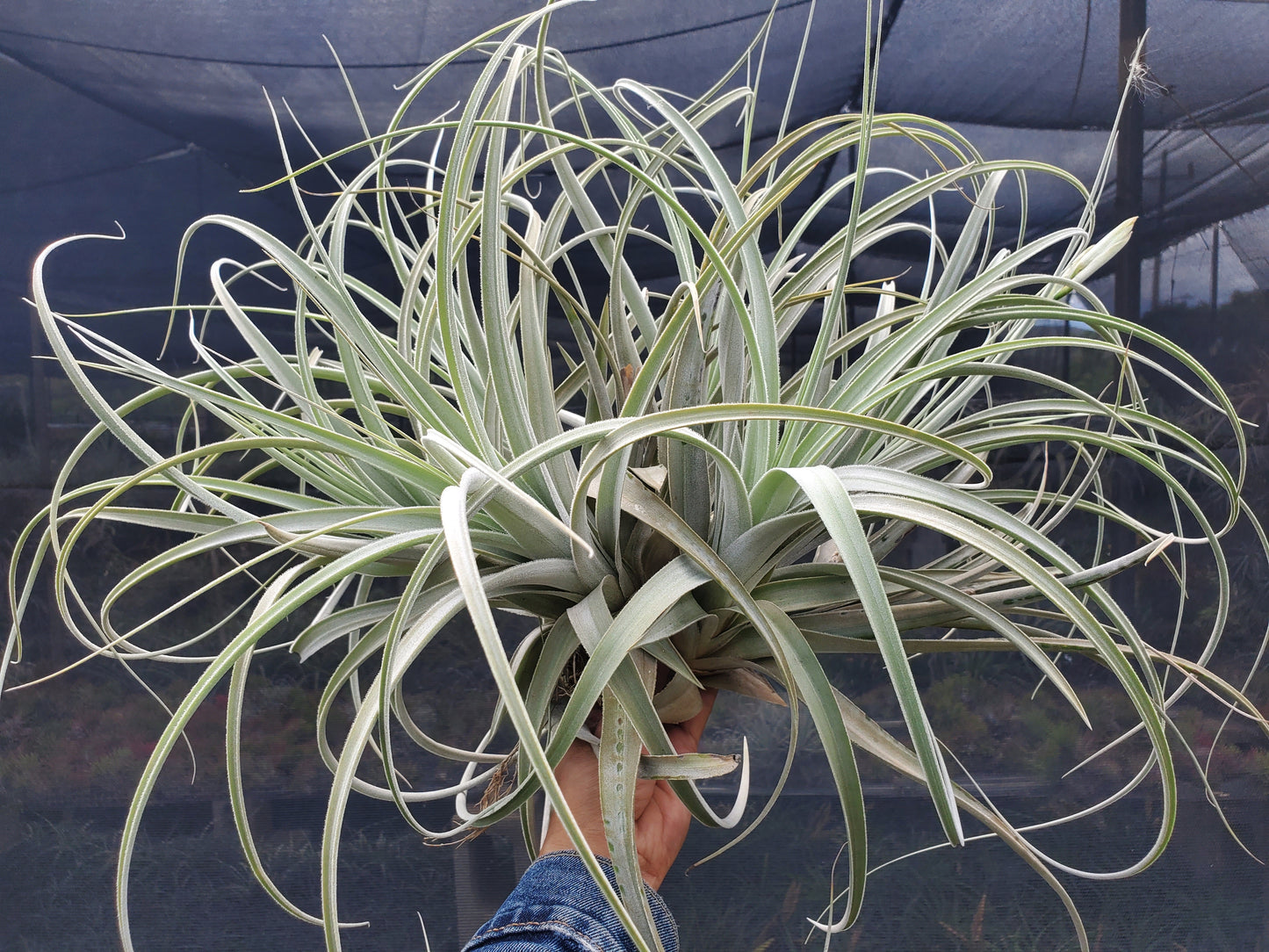 Tillandsia lorentziana