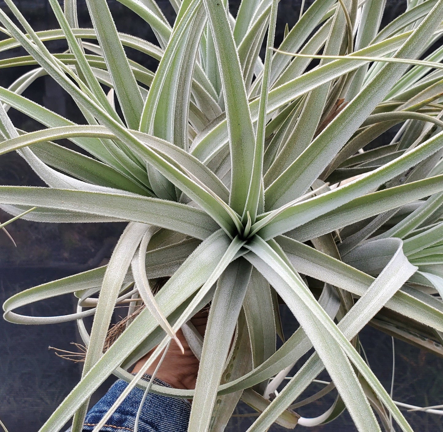 Tillandsia lorentziana