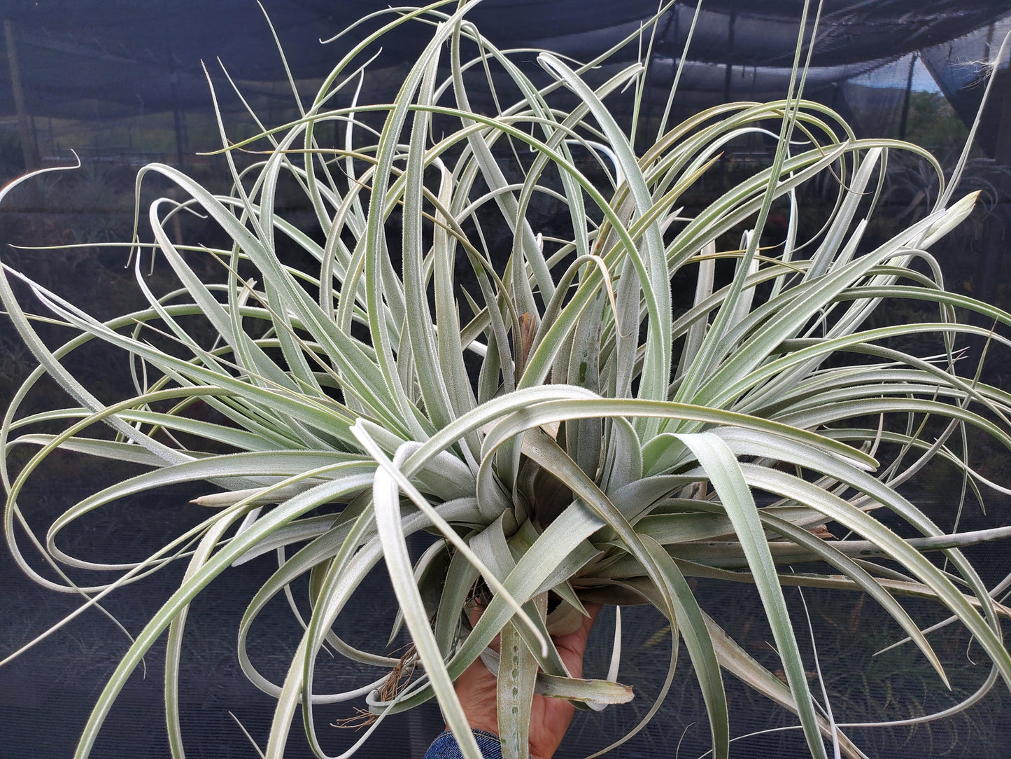 Tillandsia lorentziana