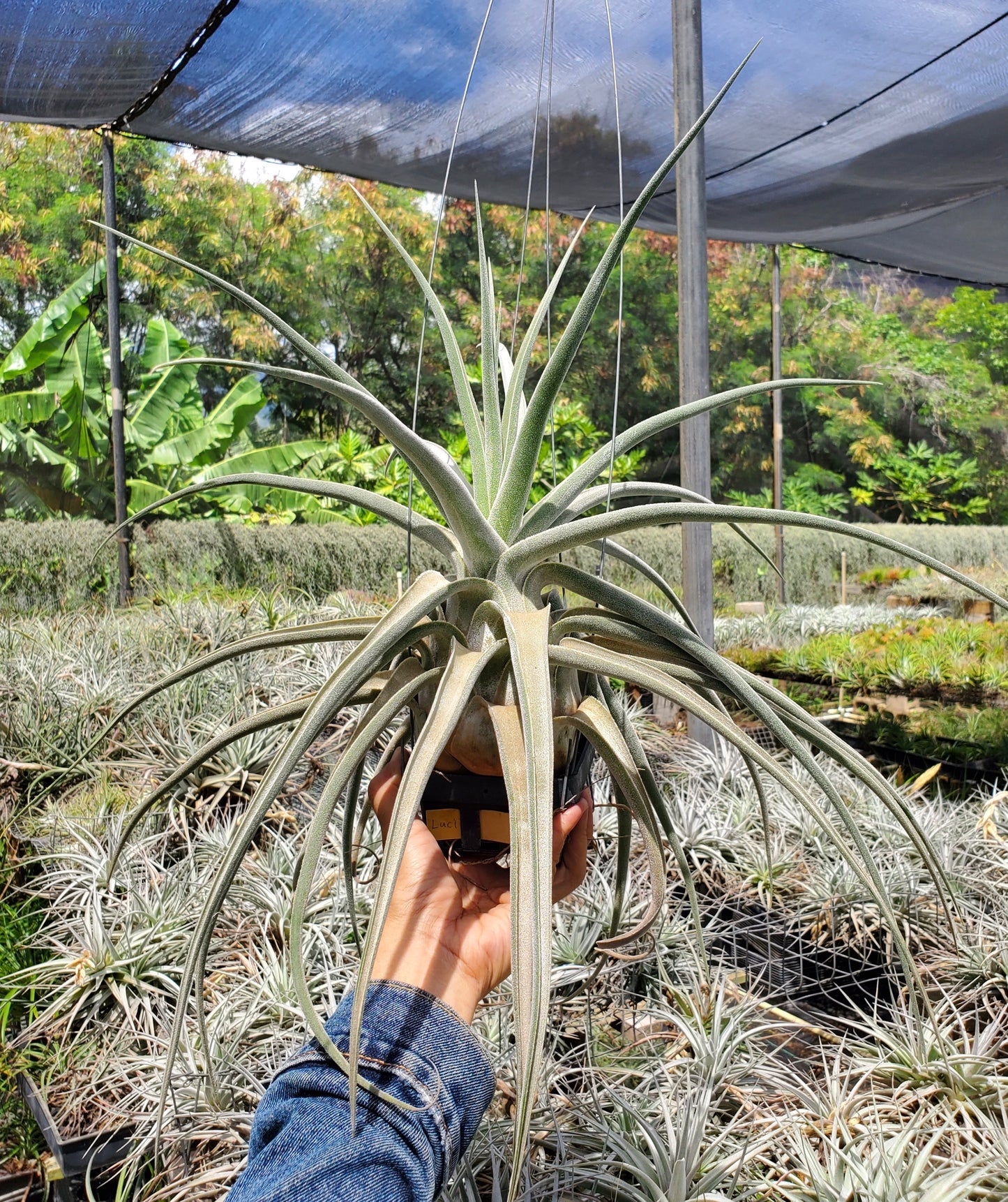 Tillandsia Lucille. (ehlersiana x streptophylla)