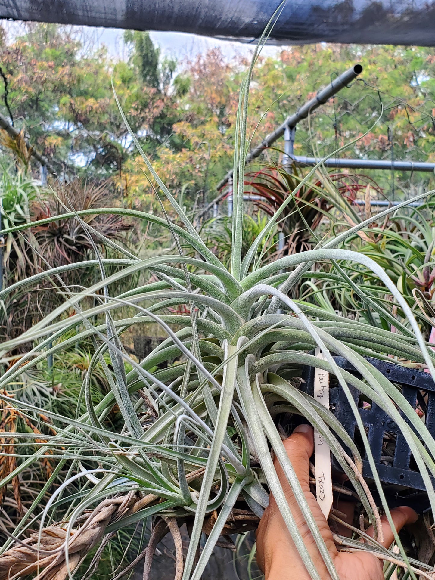 Tillandsia Peltry Jellyfish. (ehlersiana x schiedeana)