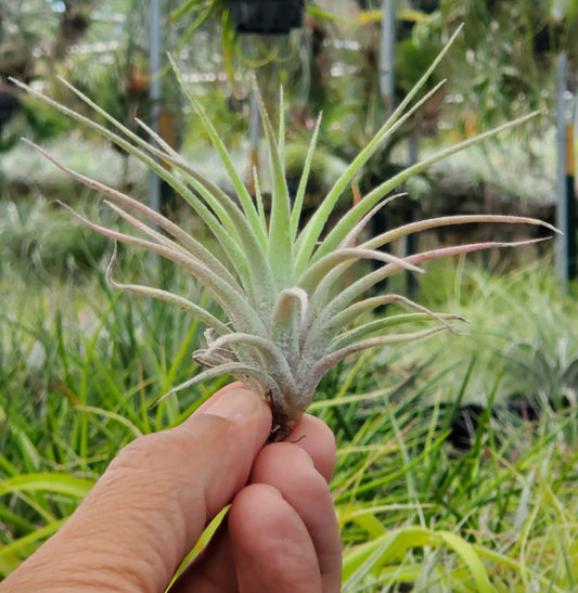 Tillandsia jalisco-monticola x ionantha vanhyningii. (seedling)