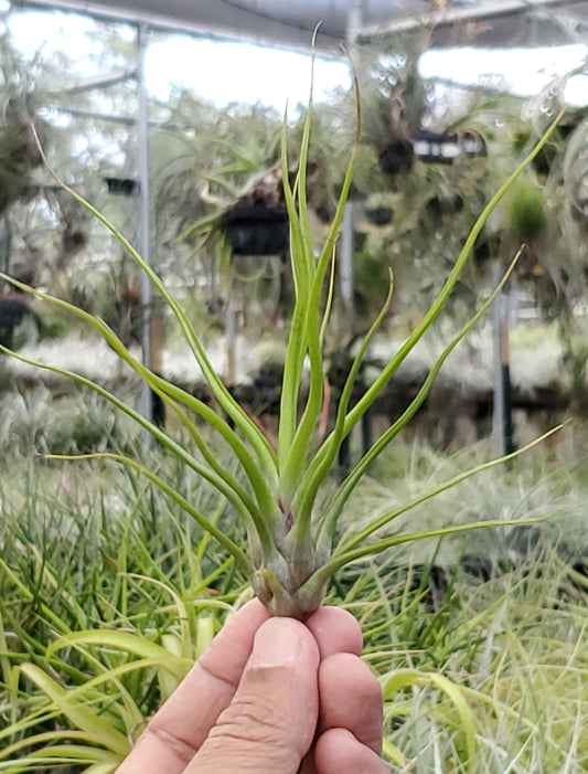 Tillandsia bulbosa large form x (brachycaulos x fasciculata). (seedling)