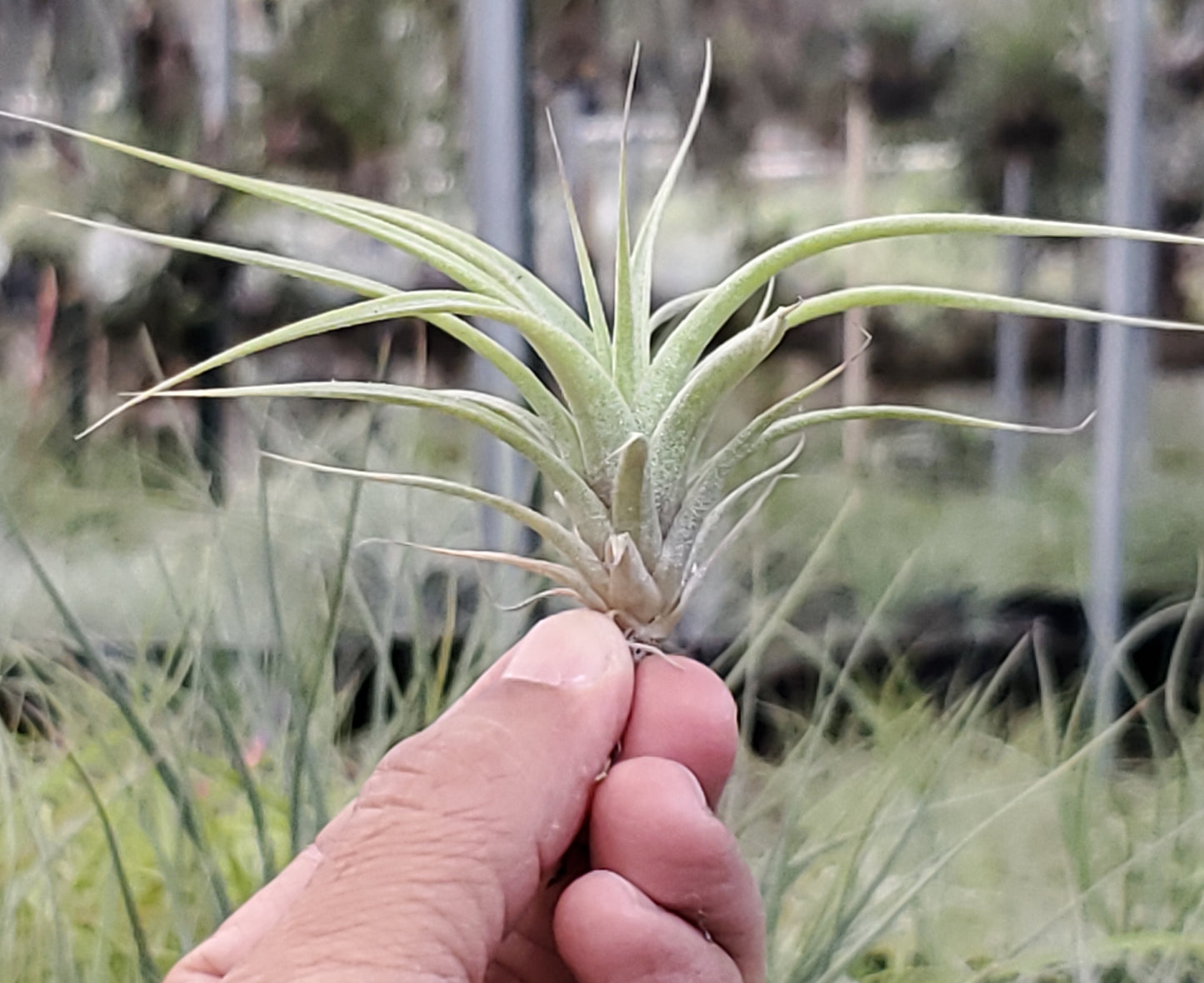 Tillandsia roland-gosselinii x Bea Correale. (seedling)
