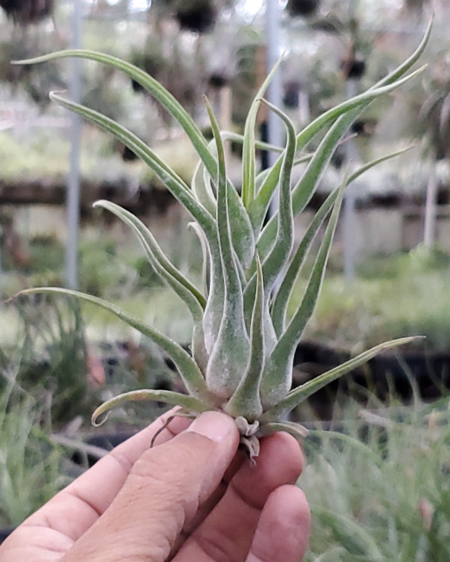 Tillandsia streptophylla belize x caput medusae.