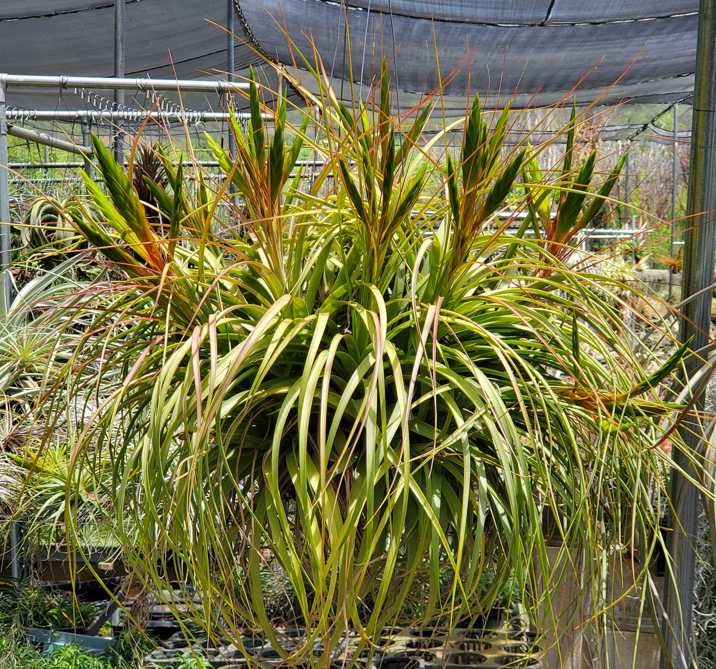 Tillandsia Hawaiian Splendor. (concolor x rothii)