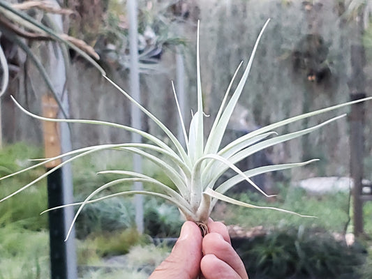 Tillandsia Red Torch x xerographica. (seedling)