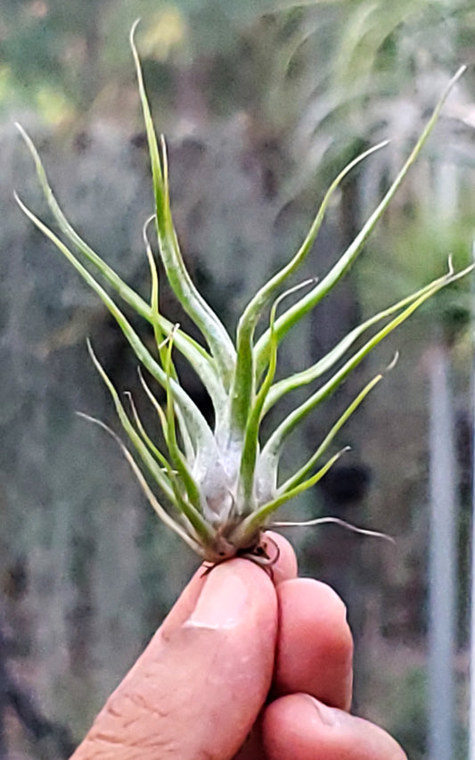 Tillandsia bulbosa large form x Schatzlii Red. (seedling)