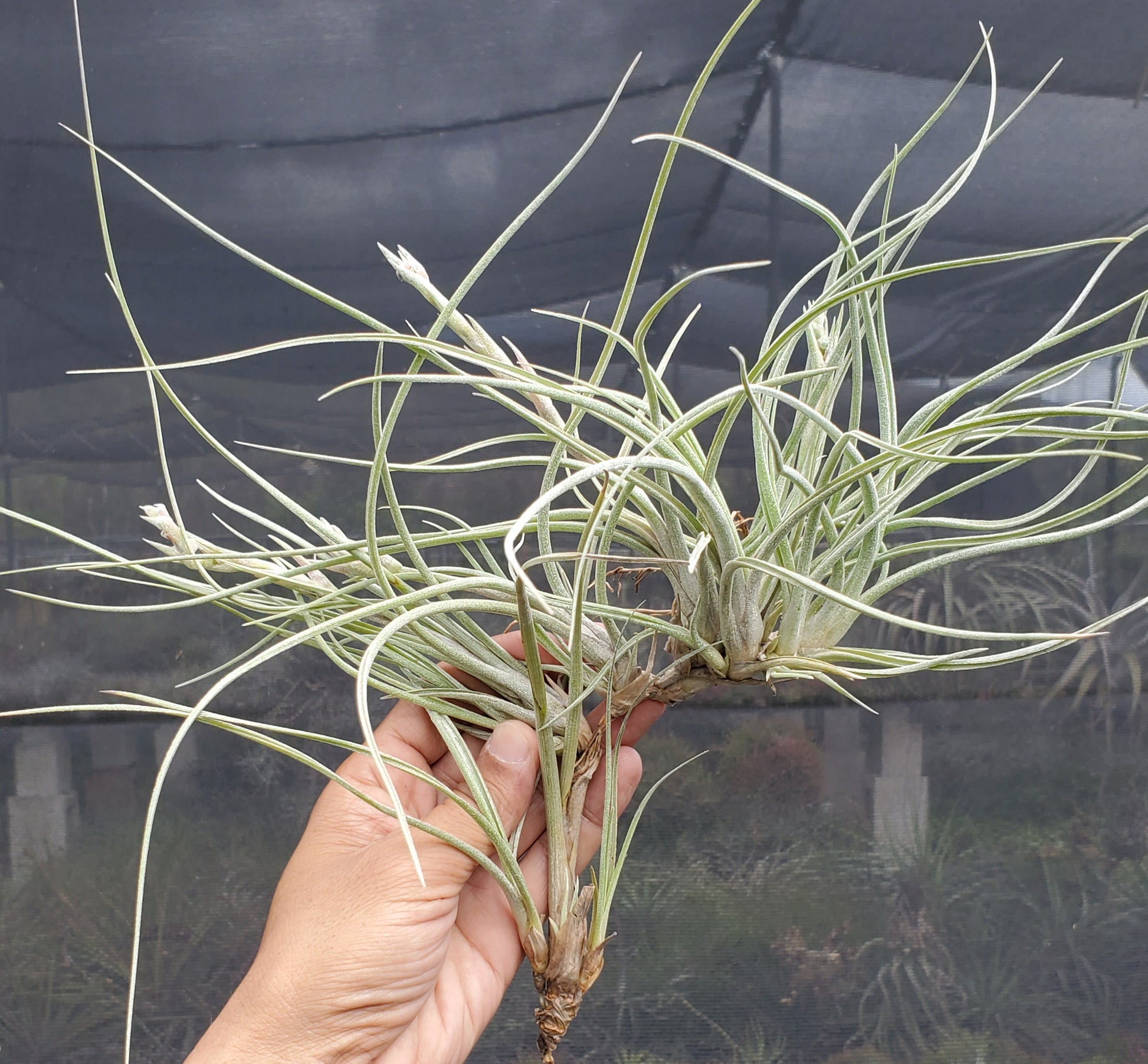 baileyi air plant Tillandsia baileyi viviparous