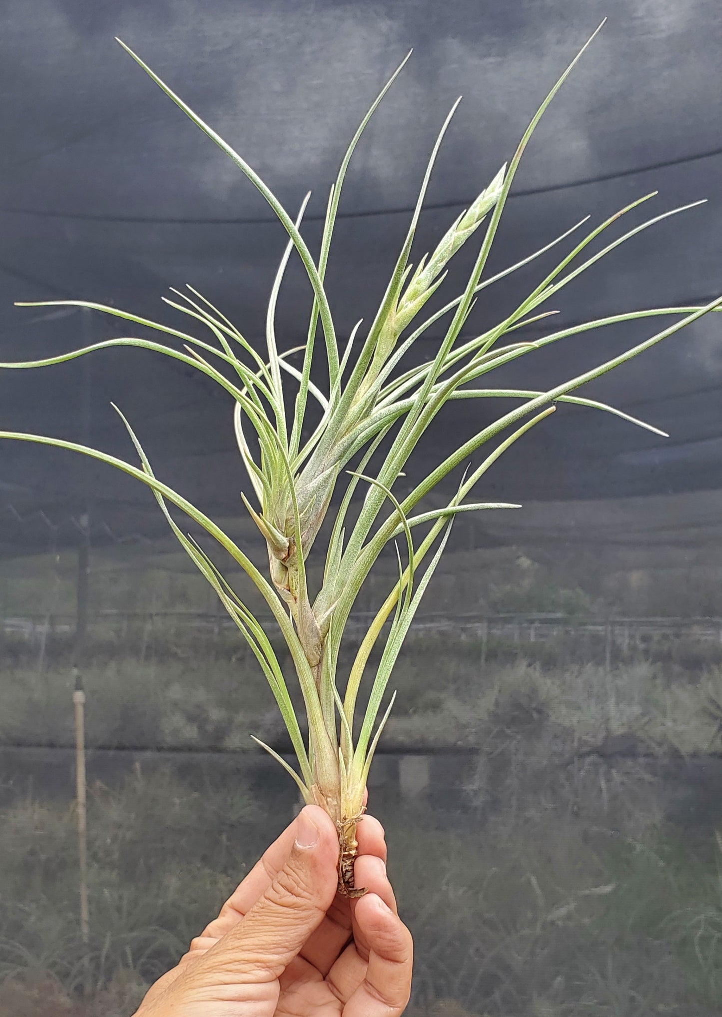 Tillandsia baileyi viviparous