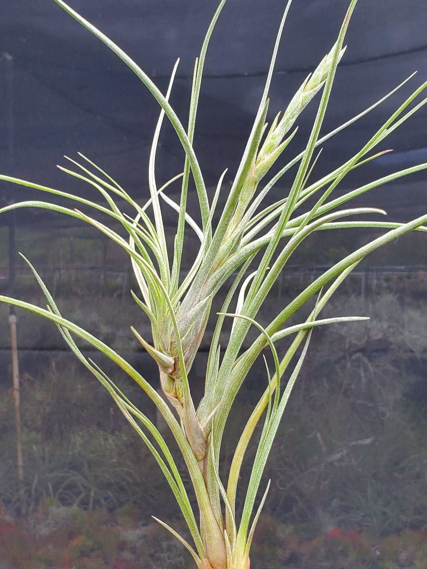 Tillandsia baileyi viviparous