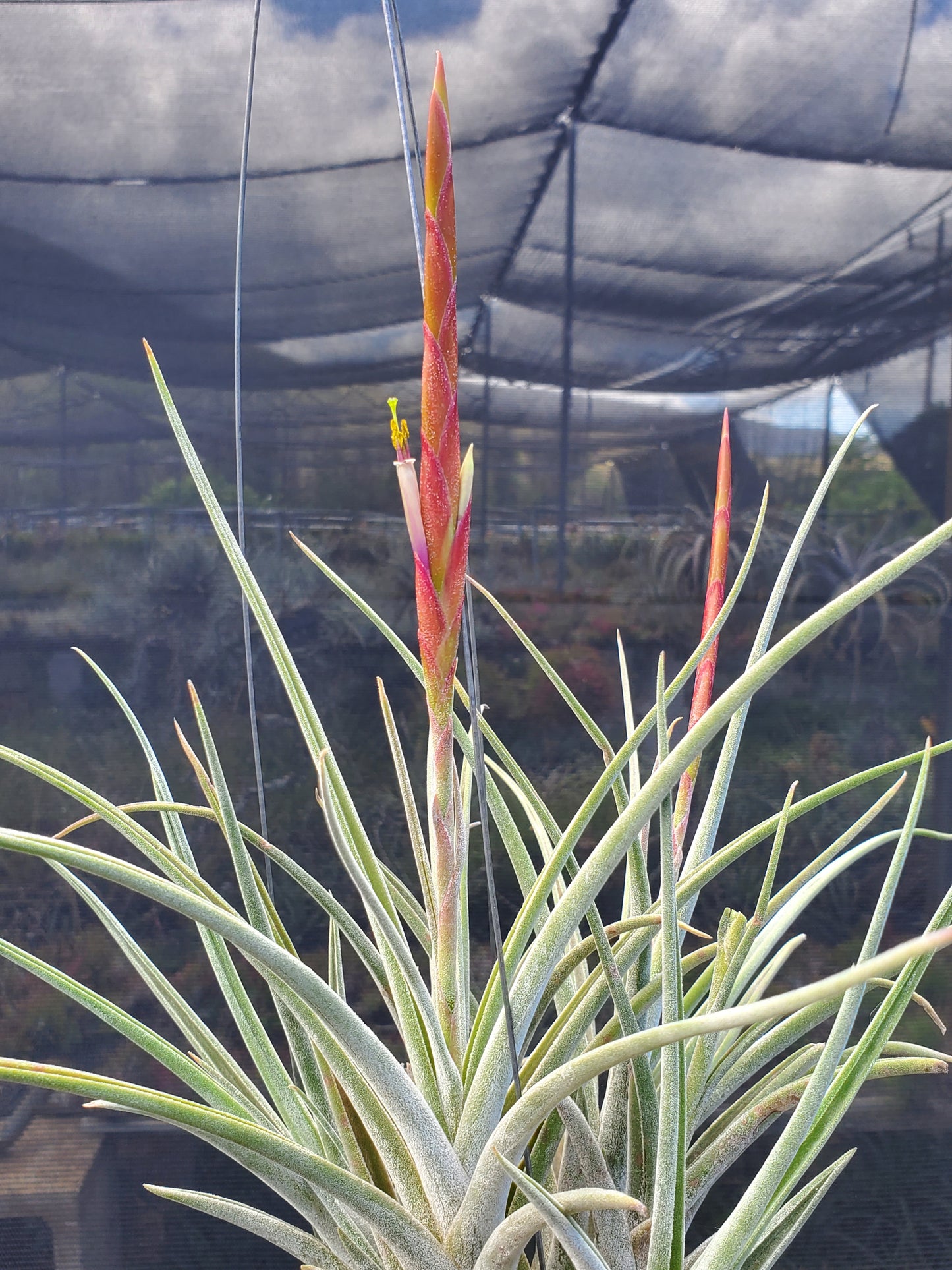 Tillandsia caput-medusae x schiedeana