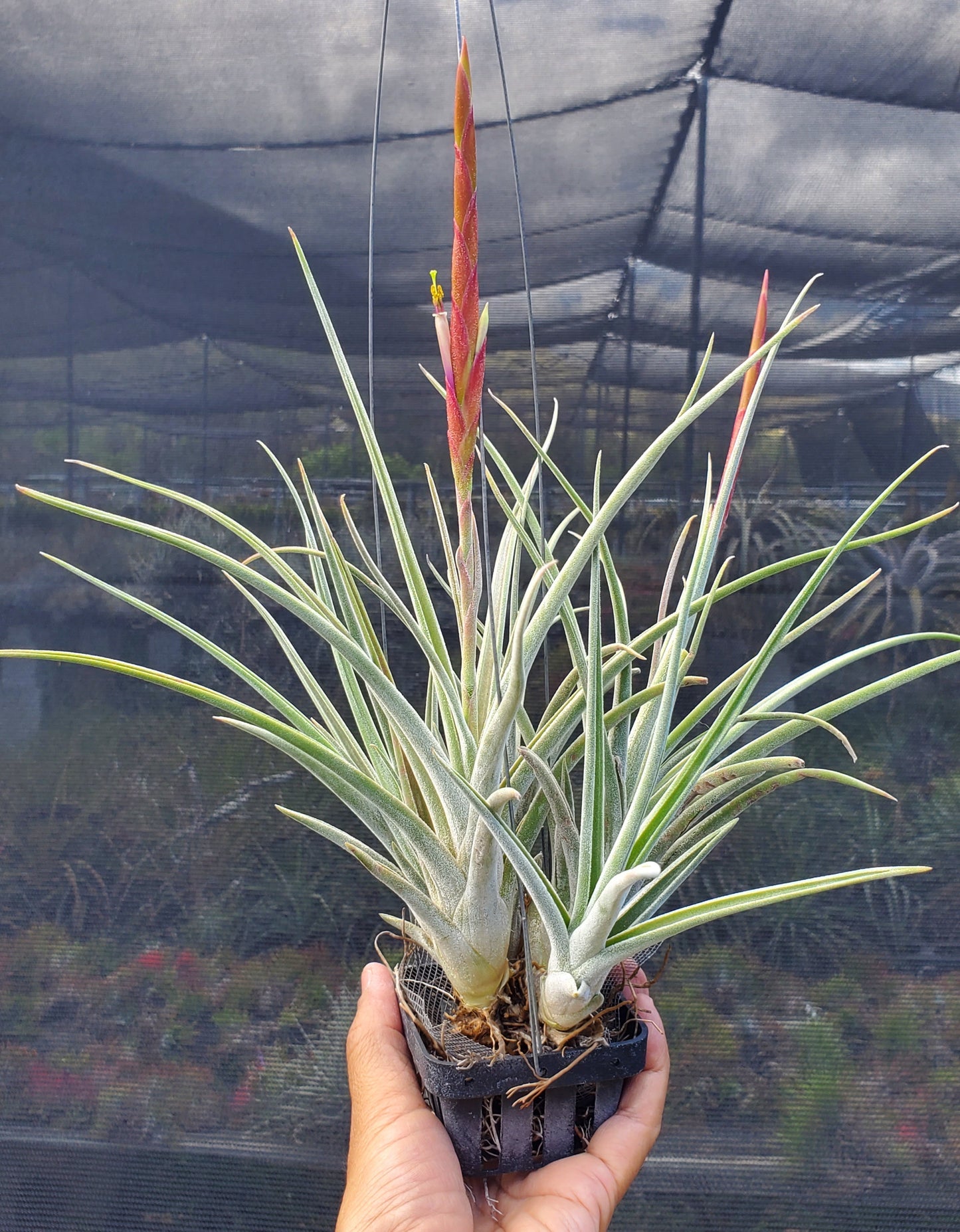 Tillandsia caput-medusae x schiedeana