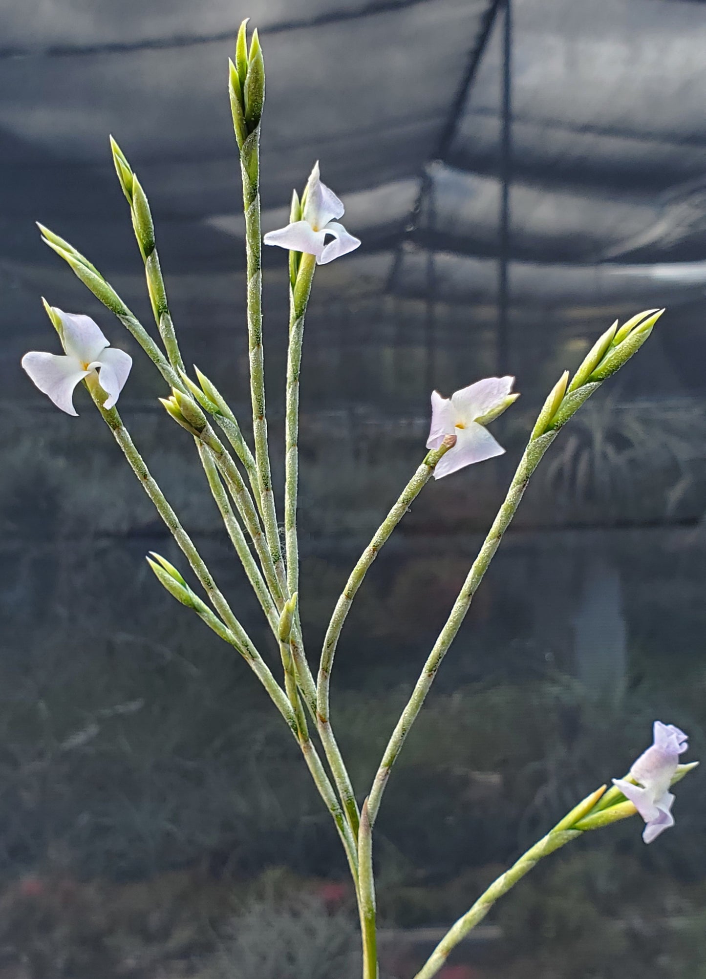 Tillandsia reichenbachii (purple flower form)