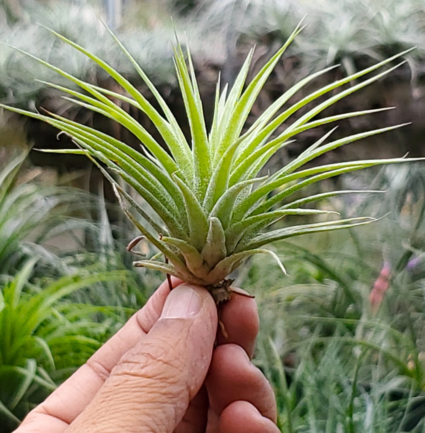 Tillandsia espinosae ecuador x ionantha mexico.