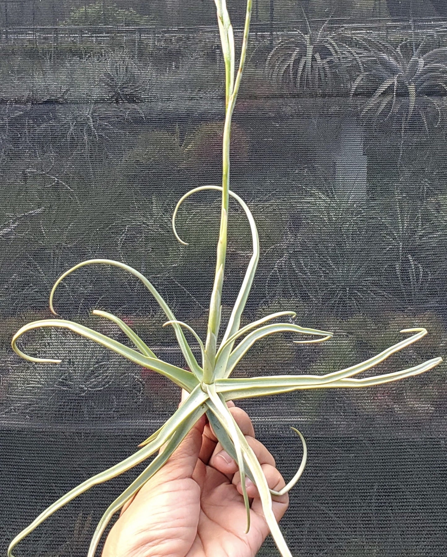 Tillandsia reichenbachii (purple flower form)