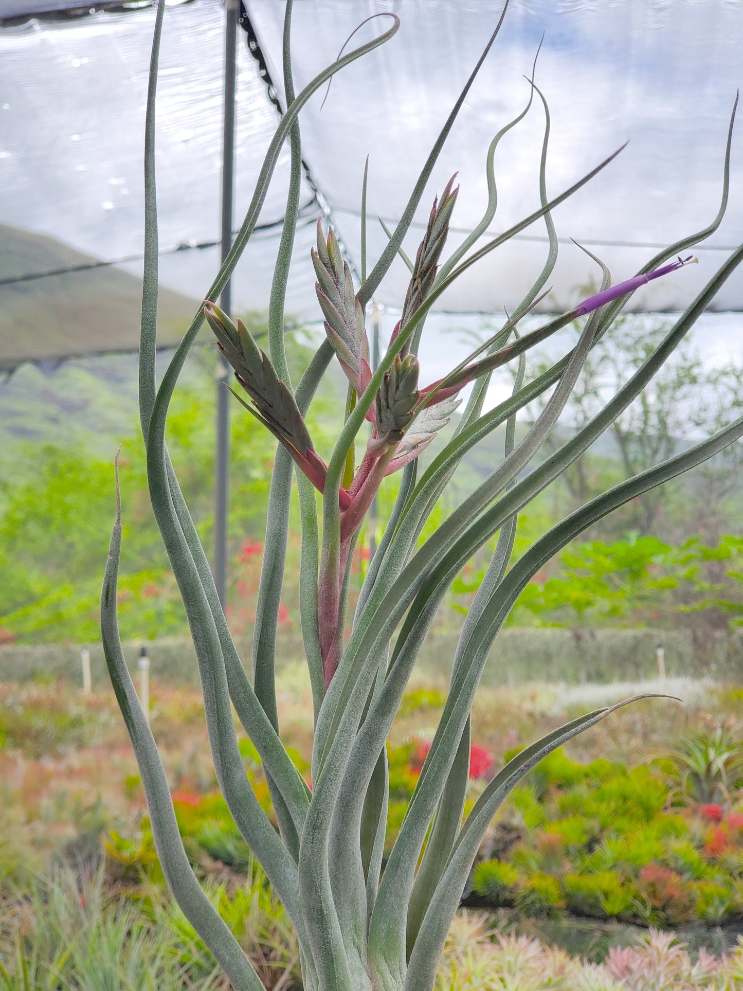 Tillandsia Gorgon. (streptophylla x pseudobaileyi)