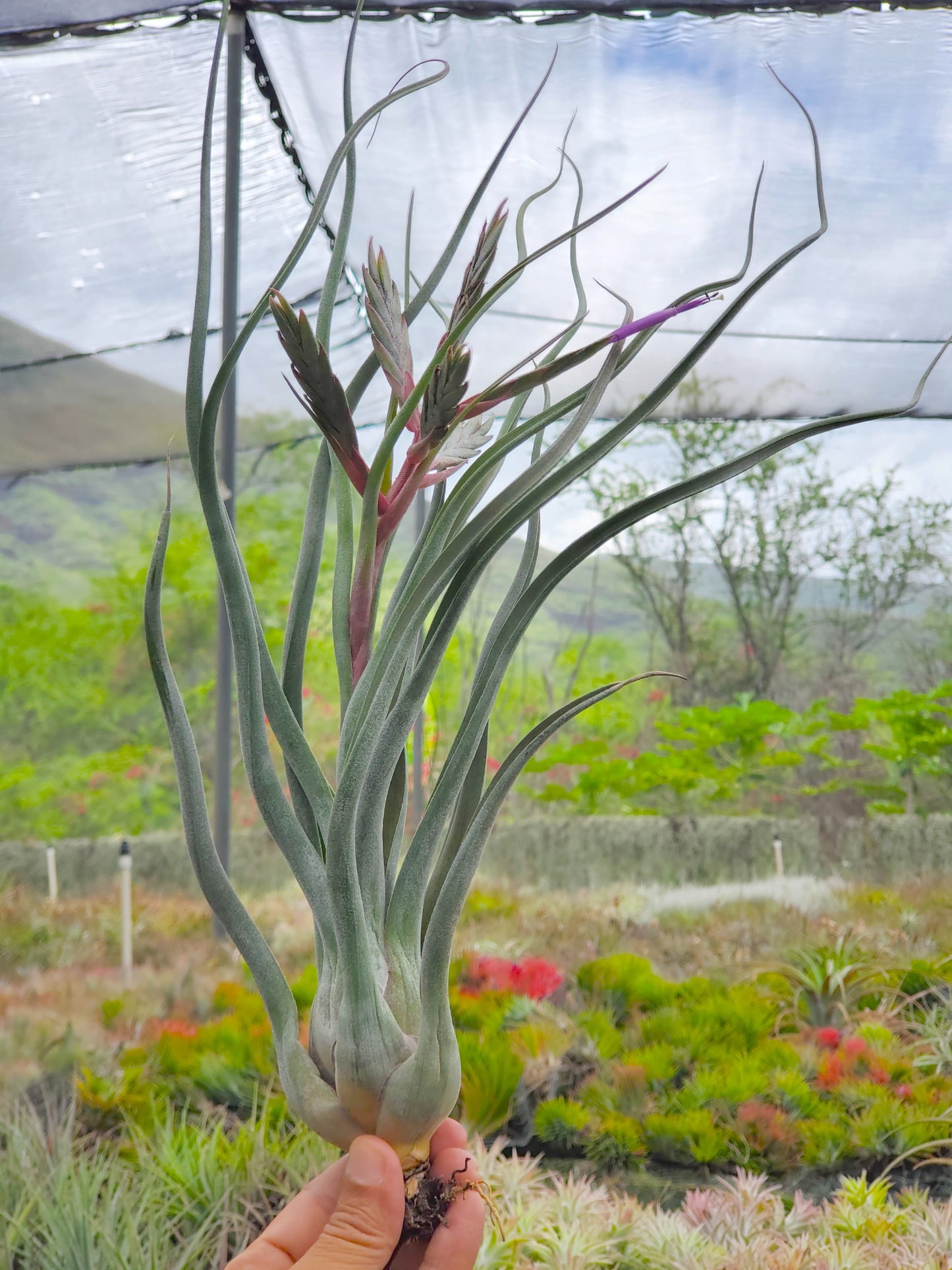 Tillandsia Gorgon. (streptophylla x pseudobaileyi)