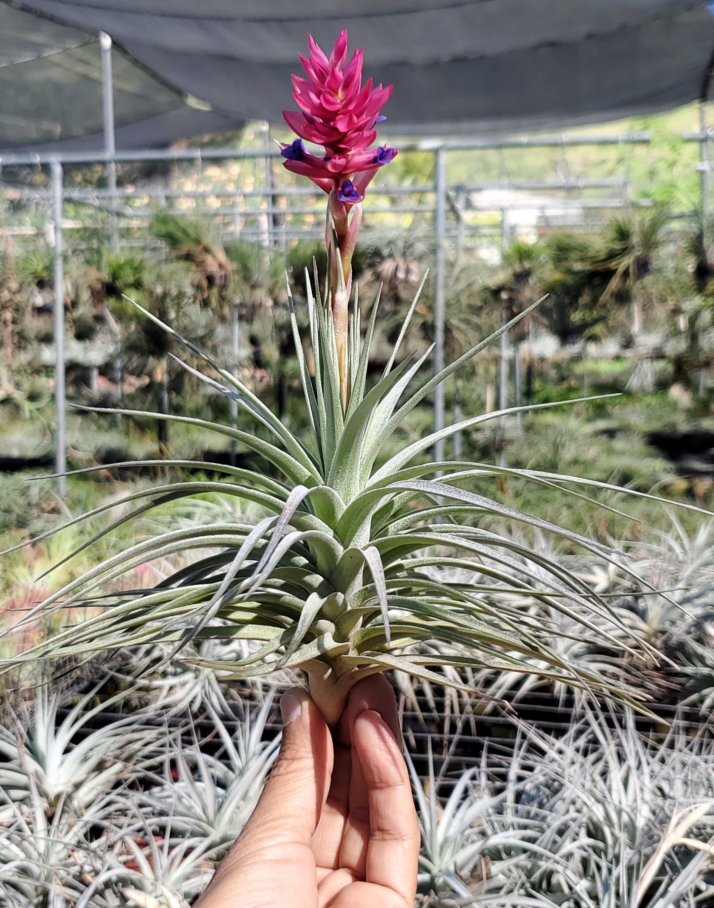 Tillandsia stricta x aeranthos