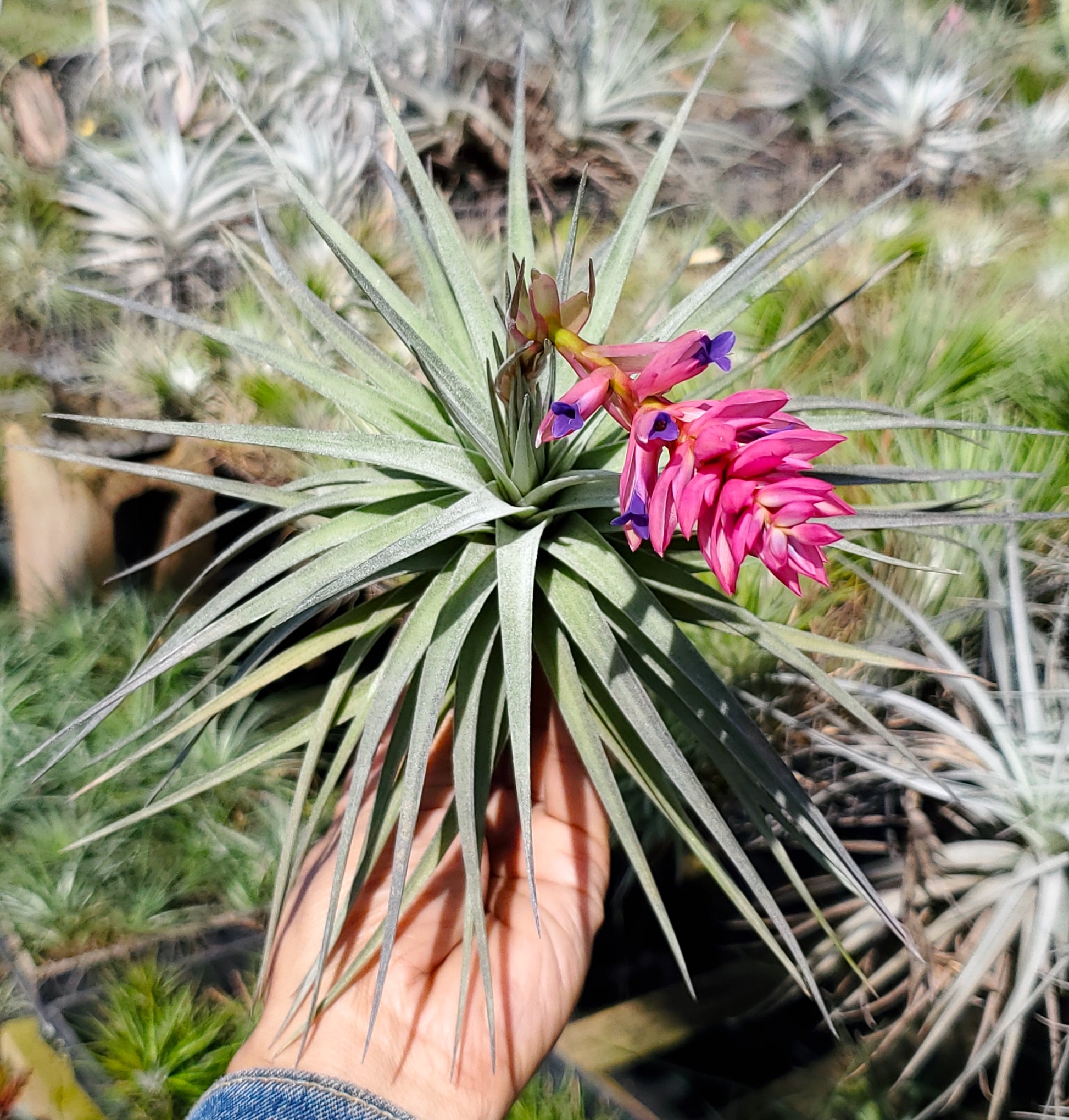 stricta green air plant Tillandsia stricta x aeranthos – Tillandsia In Hawaii