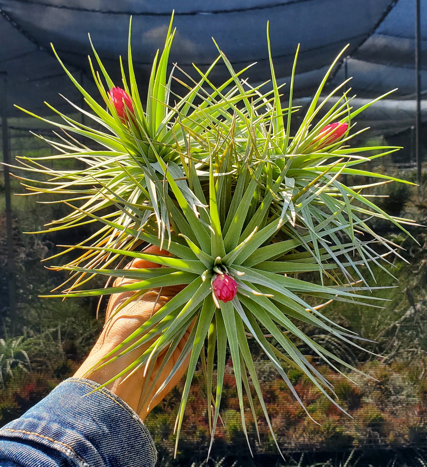 Tillandsia stricta x aeranthos